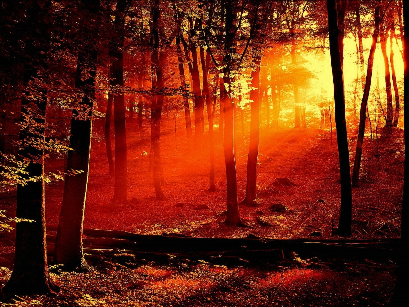 Baixe gratuitamente a imagem Paisagem, Árvores, Pôr Do Sol na área de trabalho do seu PC