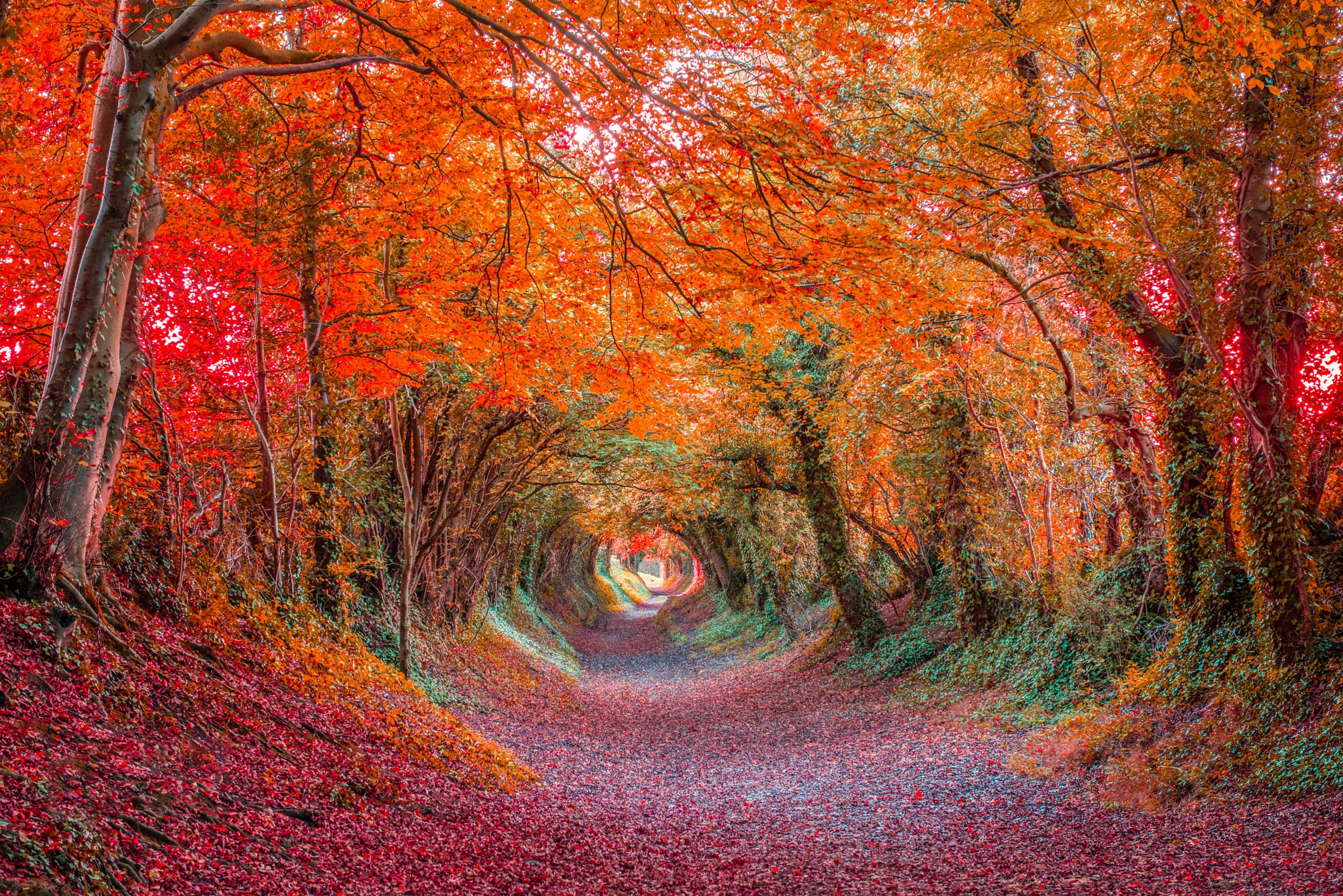 871180 скачать обои осень, земля/природа, лес, навес, красочный, туннель - заставки и картинки бесплатно