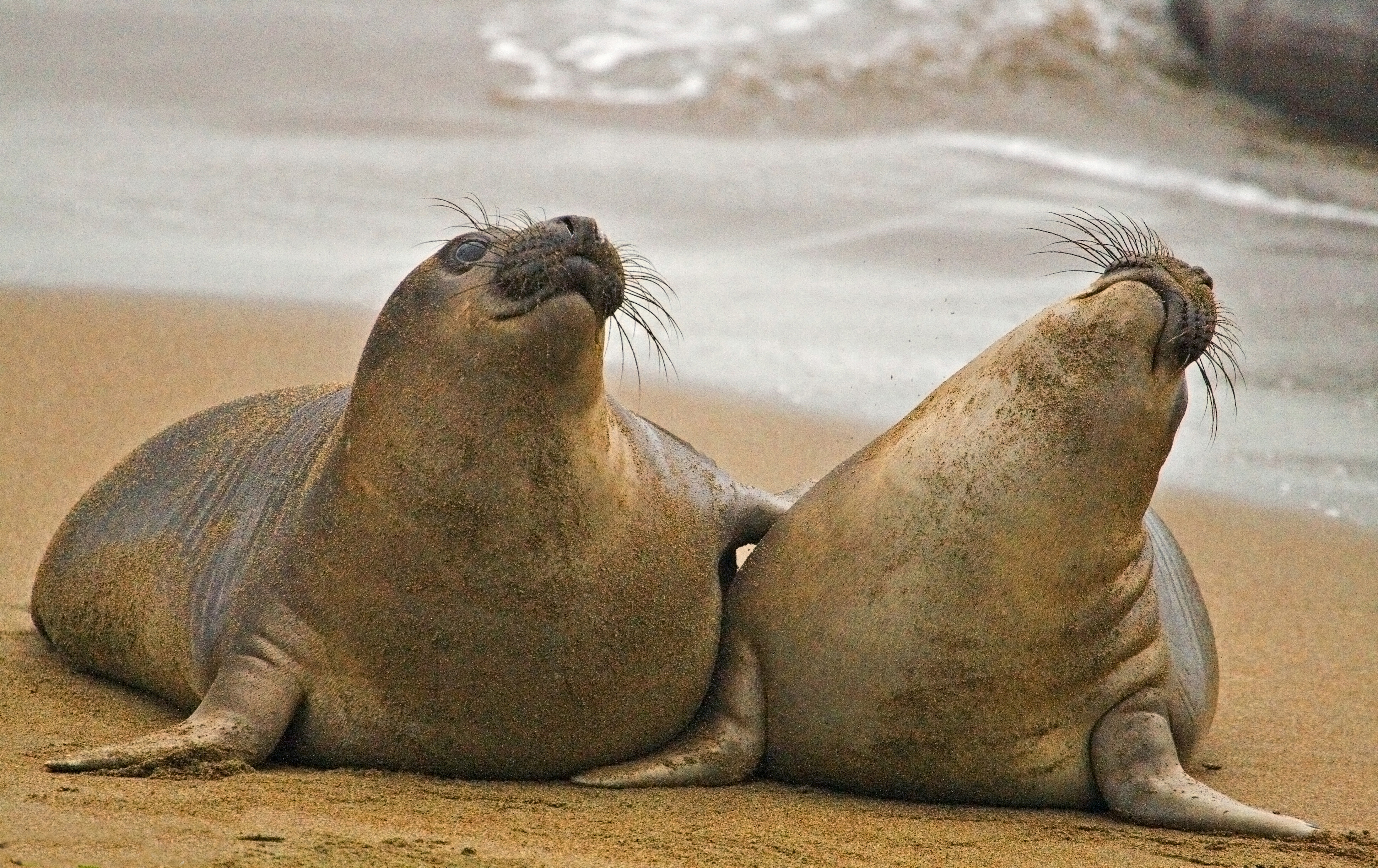 281169 descargar imagen animales, foca, focas: fondos de pantalla y protectores de pantalla gratis