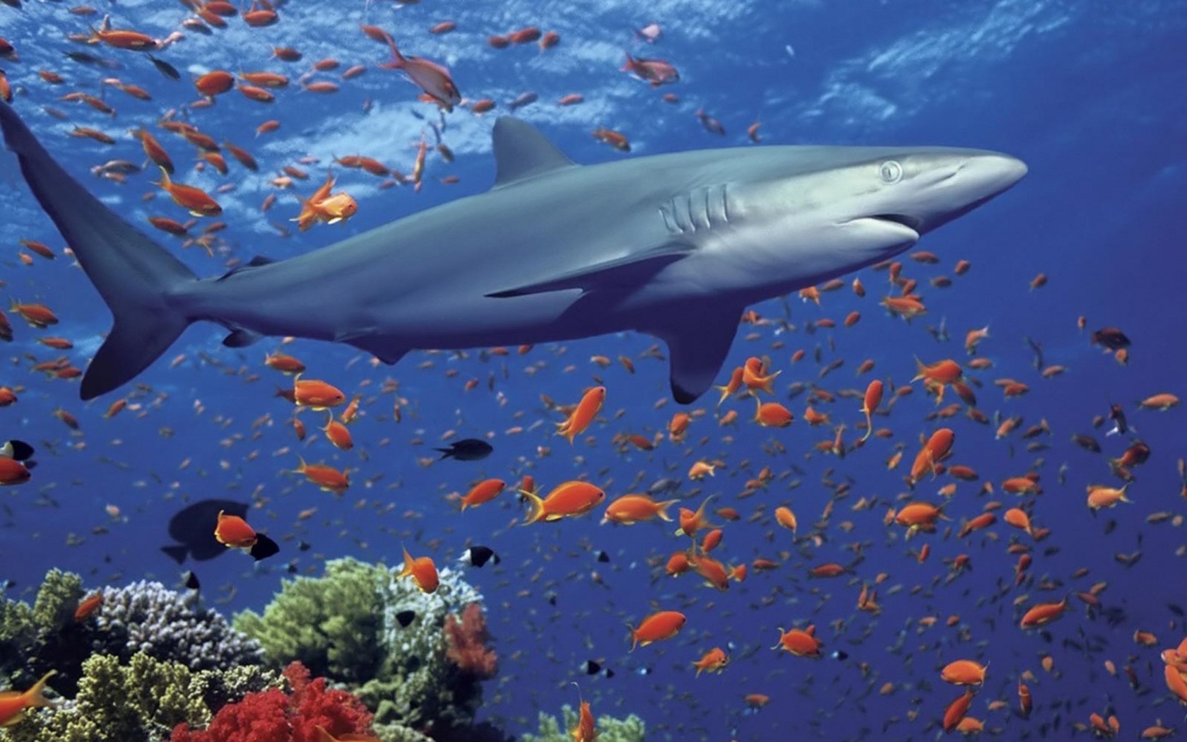 508画像をダウンロードサメ, 動物, 水, 海, 魚, 青-壁紙とスクリーンセーバーを無料で