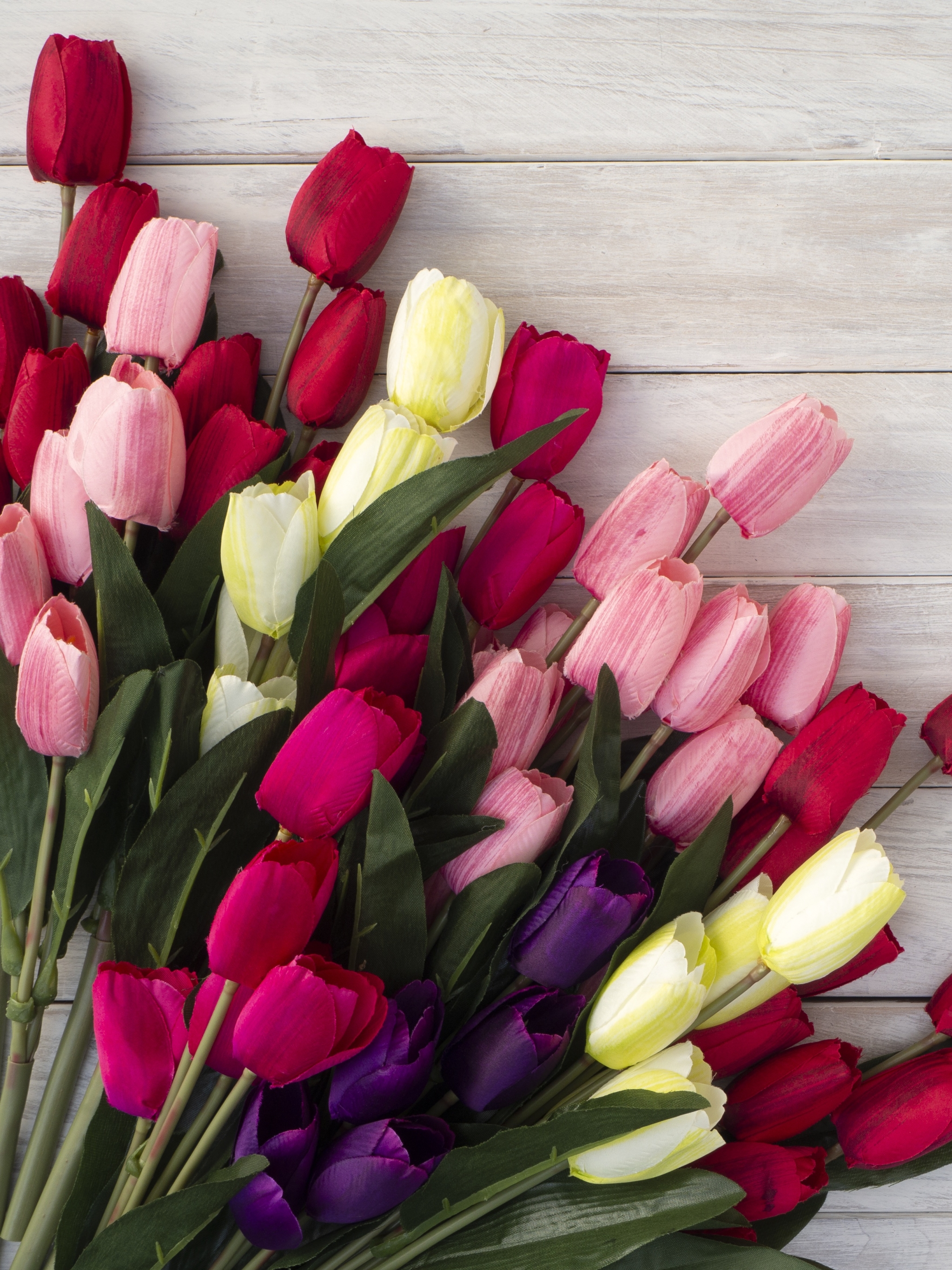Download mobile wallpaper Flower, Tulip, Purple Flower, Red Flower, Man Made, Pink Flower for free.