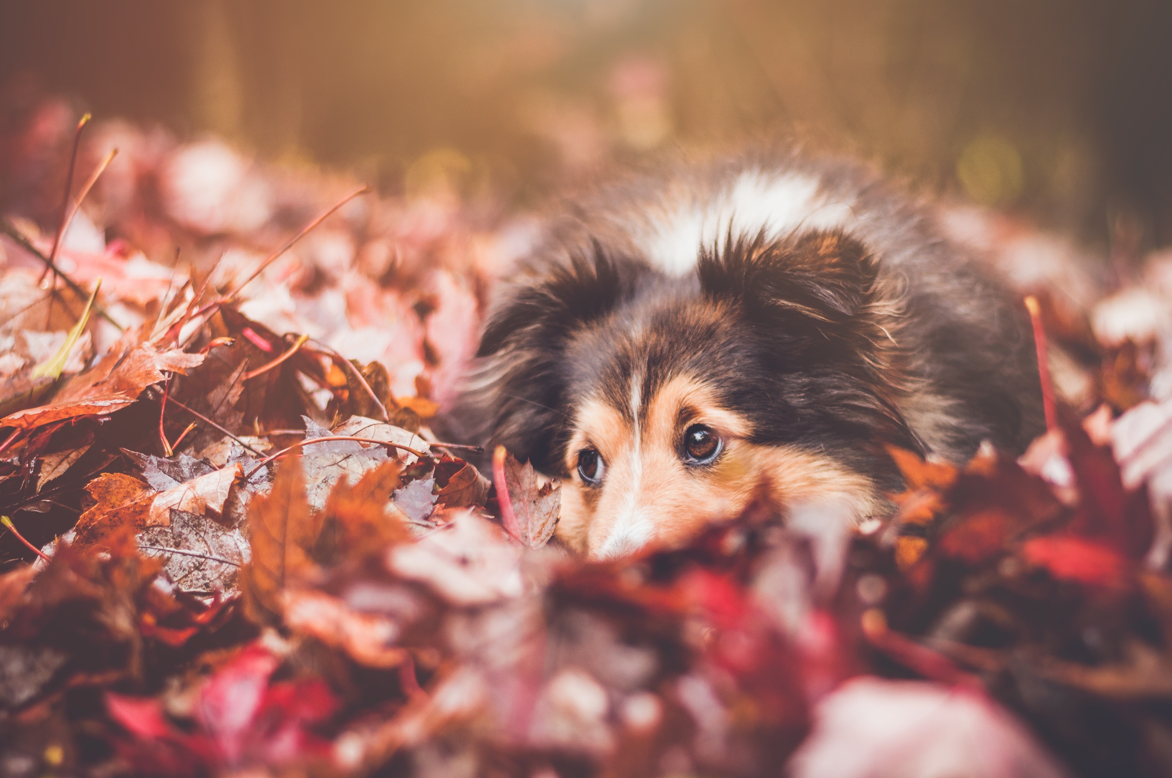 Download mobile wallpaper Dogs, Dog, Blur, Leaf, Fall, Animal, Resting, Rough Collie for free.