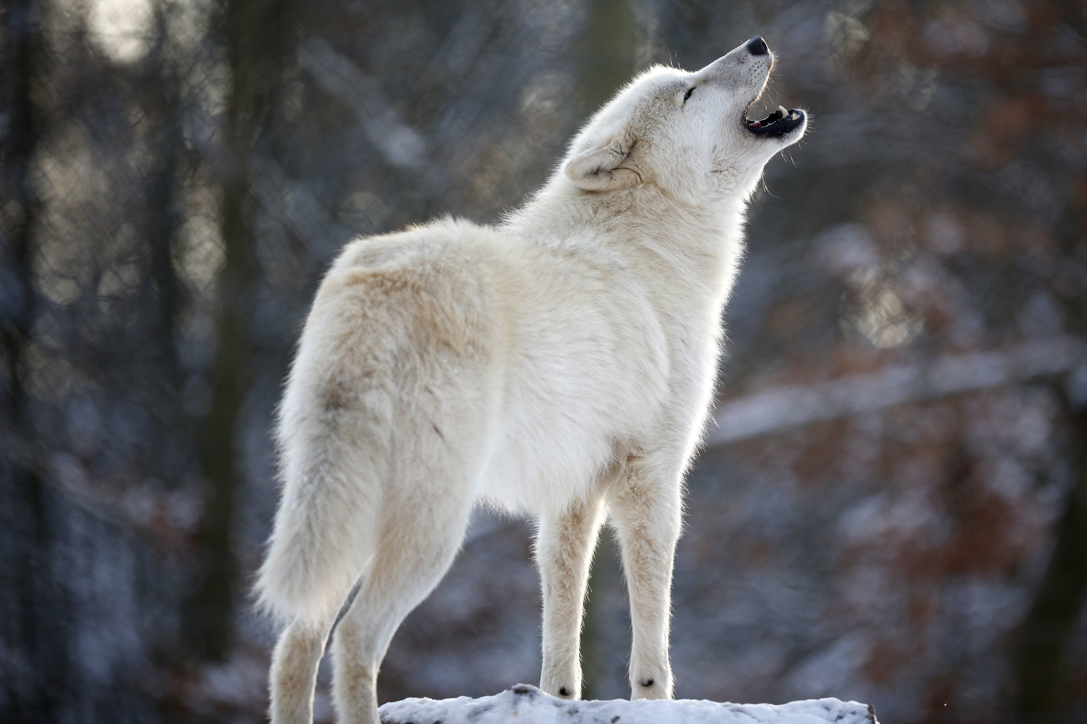 Lock Screen PC Wallpaper animal, wolf, wolves