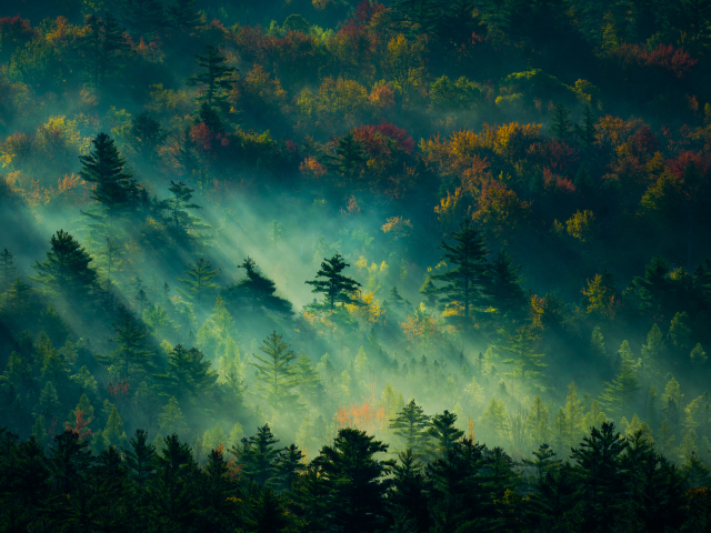 Download mobile wallpaper Forest, Fog, Earth, Morning, Sunlight for free.