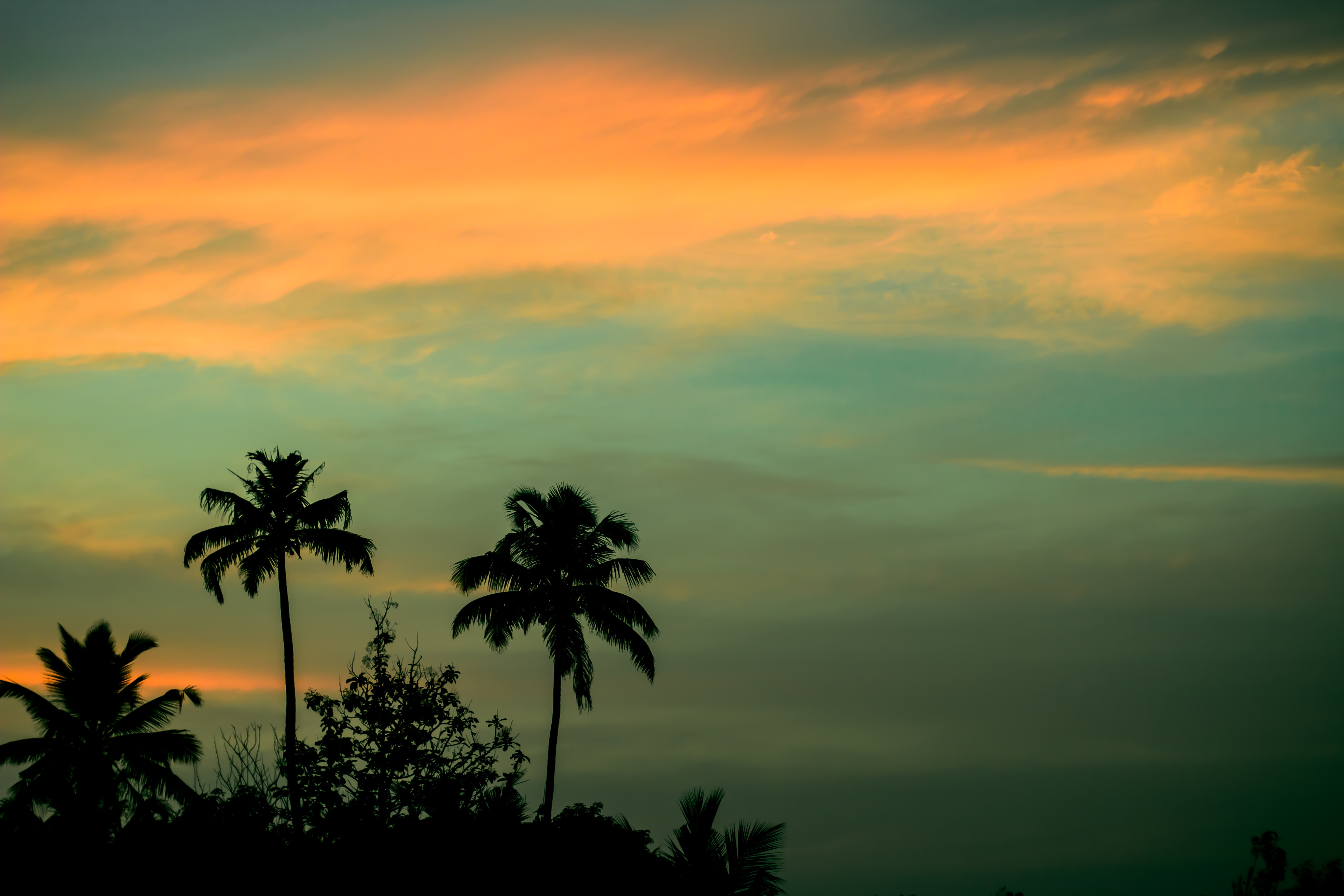 Handy-Wallpaper Sunset, Natur, Sky, Palms kostenlos herunterladen.