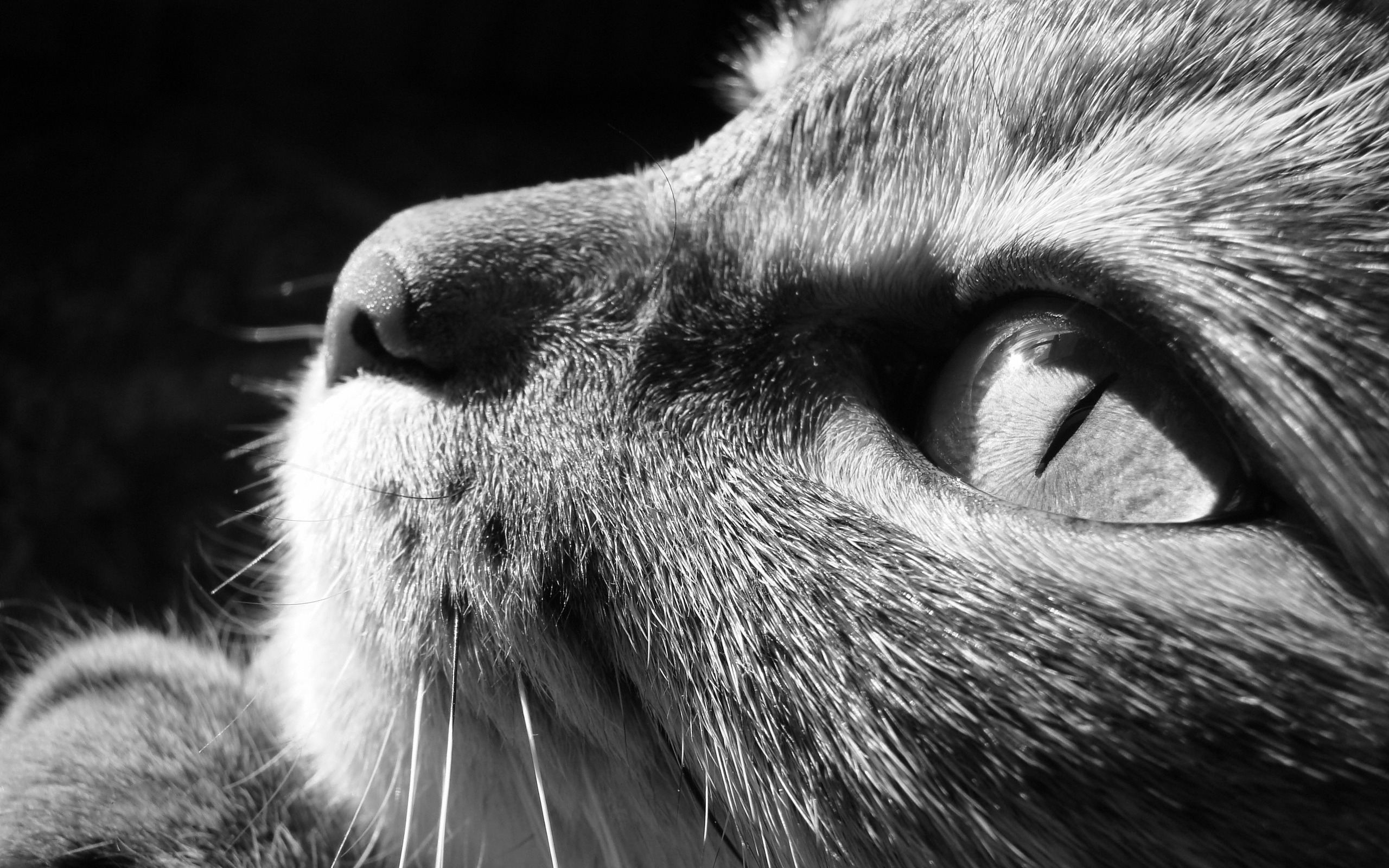 Descarga gratuita de fondo de pantalla para móvil de Animales, Gatos, Gato.