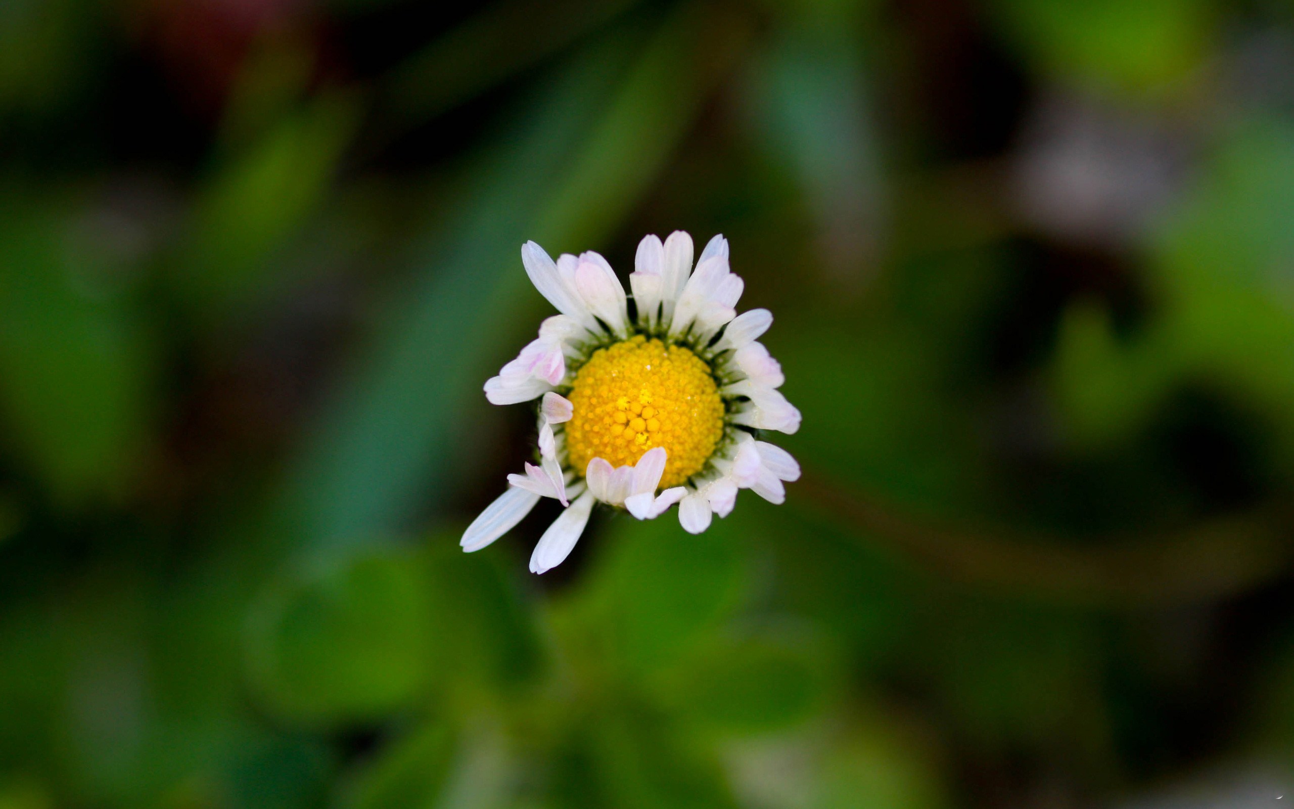 Free download wallpaper Flowers, Flower, Earth on your PC desktop