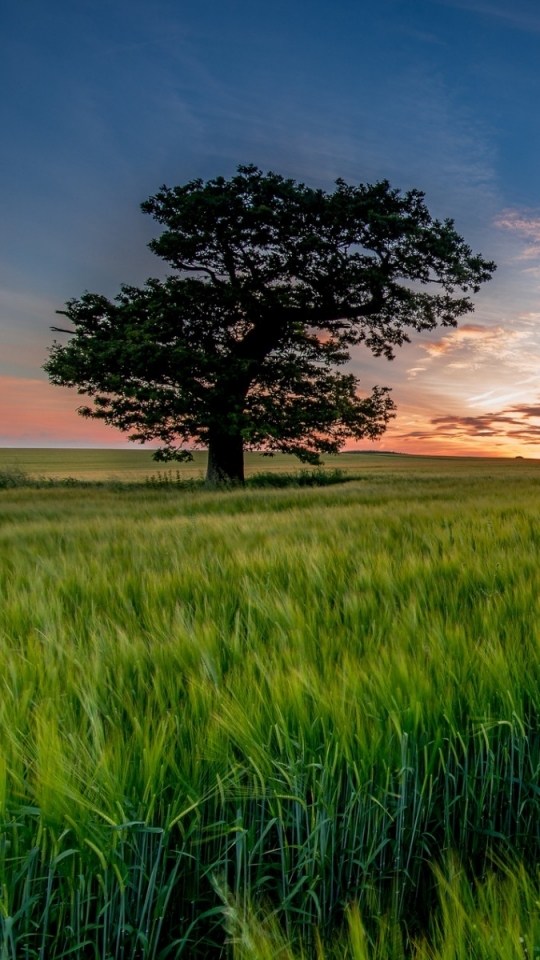 Download mobile wallpaper Nature, Trees, Tree, Earth, Field, Meadow for free.
