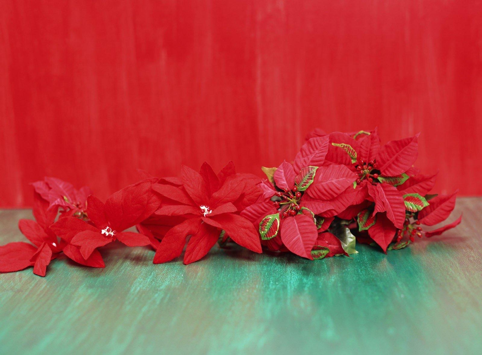 flowers, background, to lie down, lie, poinsettia