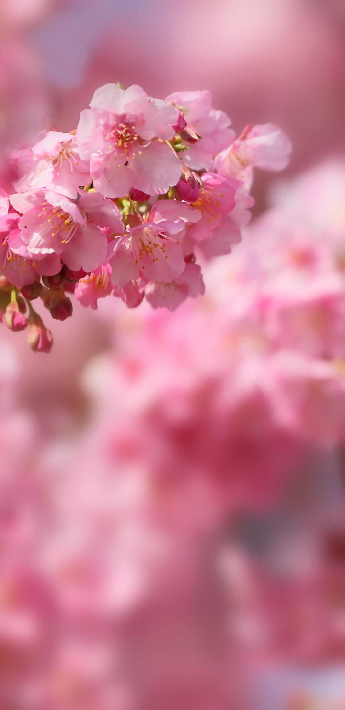 Handy-Wallpaper Natur, Sakura, Japan, Frühling, Blüte, Kirschblüte, Erde/natur kostenlos herunterladen.