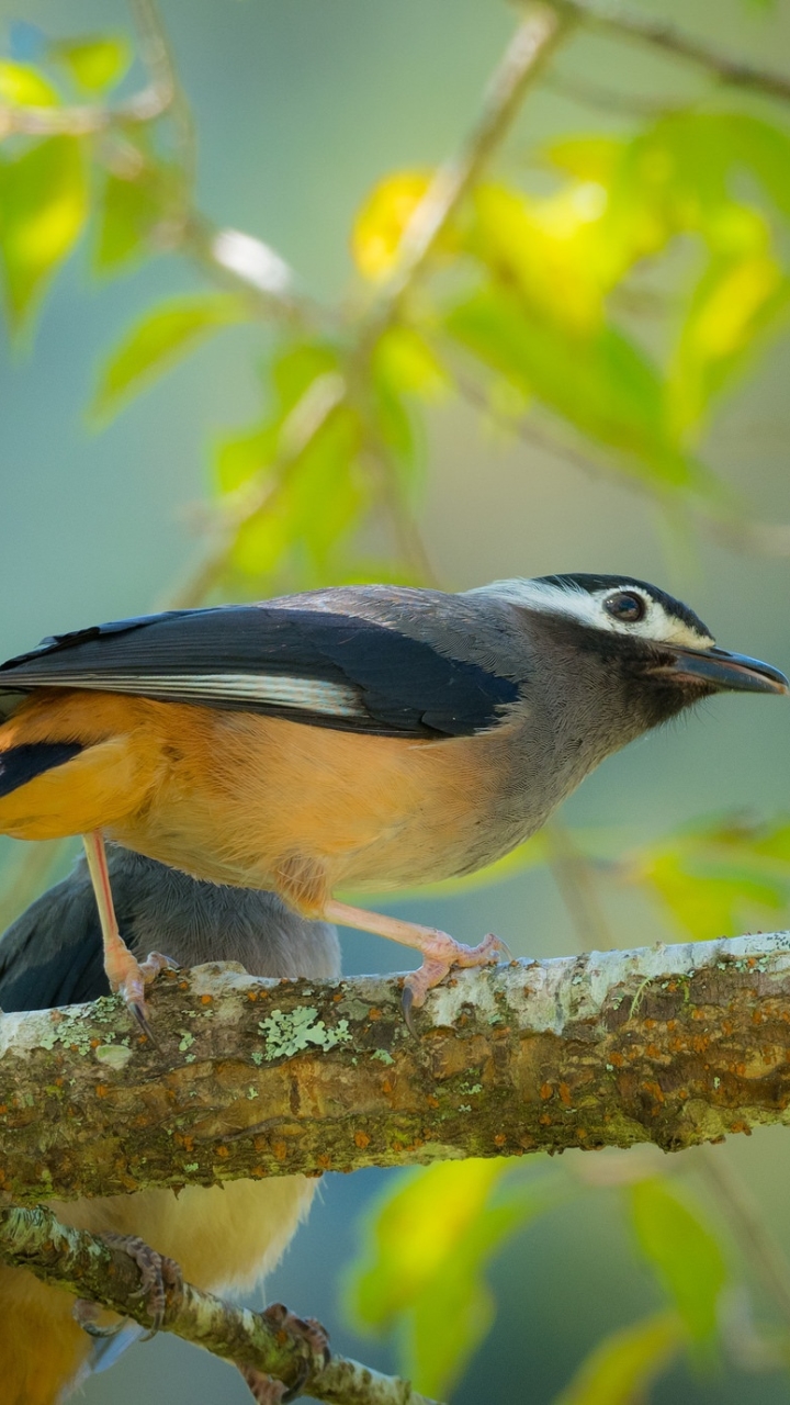 Descarga gratuita de fondo de pantalla para móvil de Animales, Aves, Ave.