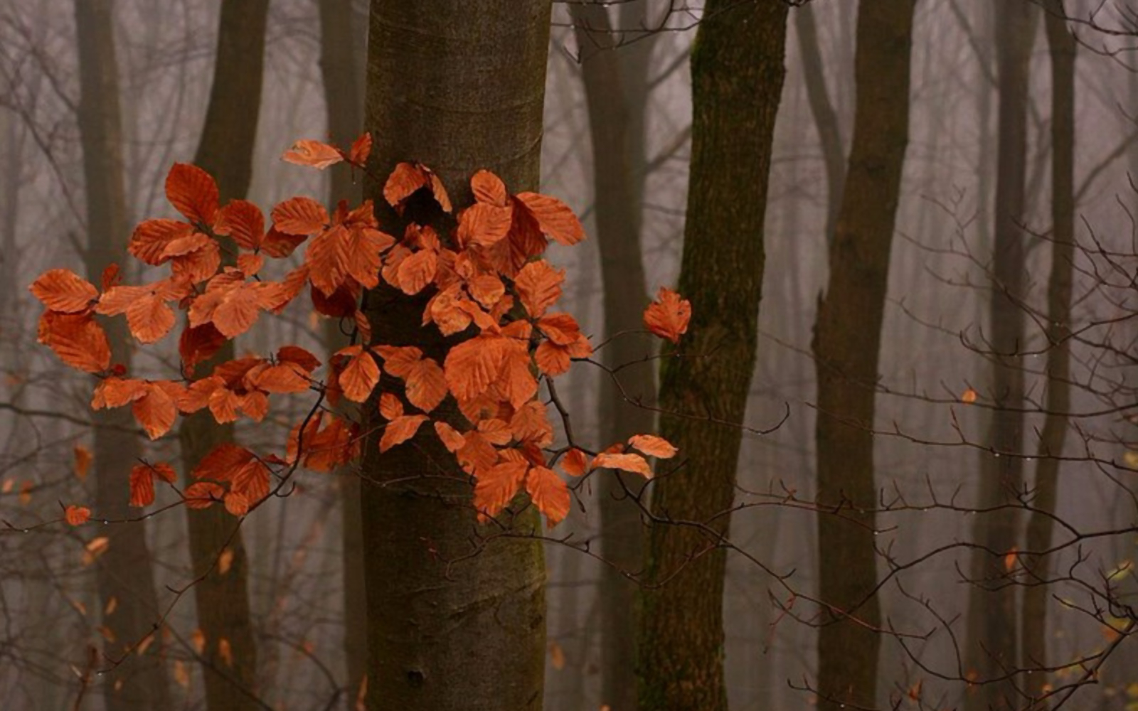 Téléchargez des papiers peints mobile Automne, Forêt, Arbre, Feuille, Terre/nature gratuitement.