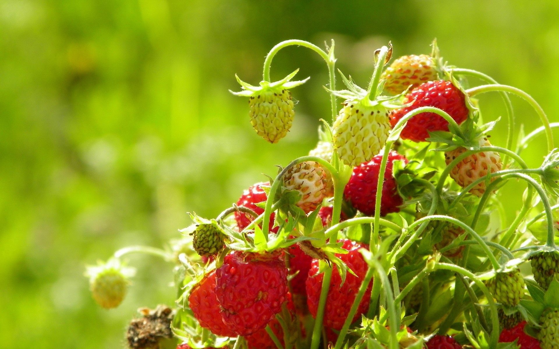 branch, wild strawberries, strawberry, food, leaves