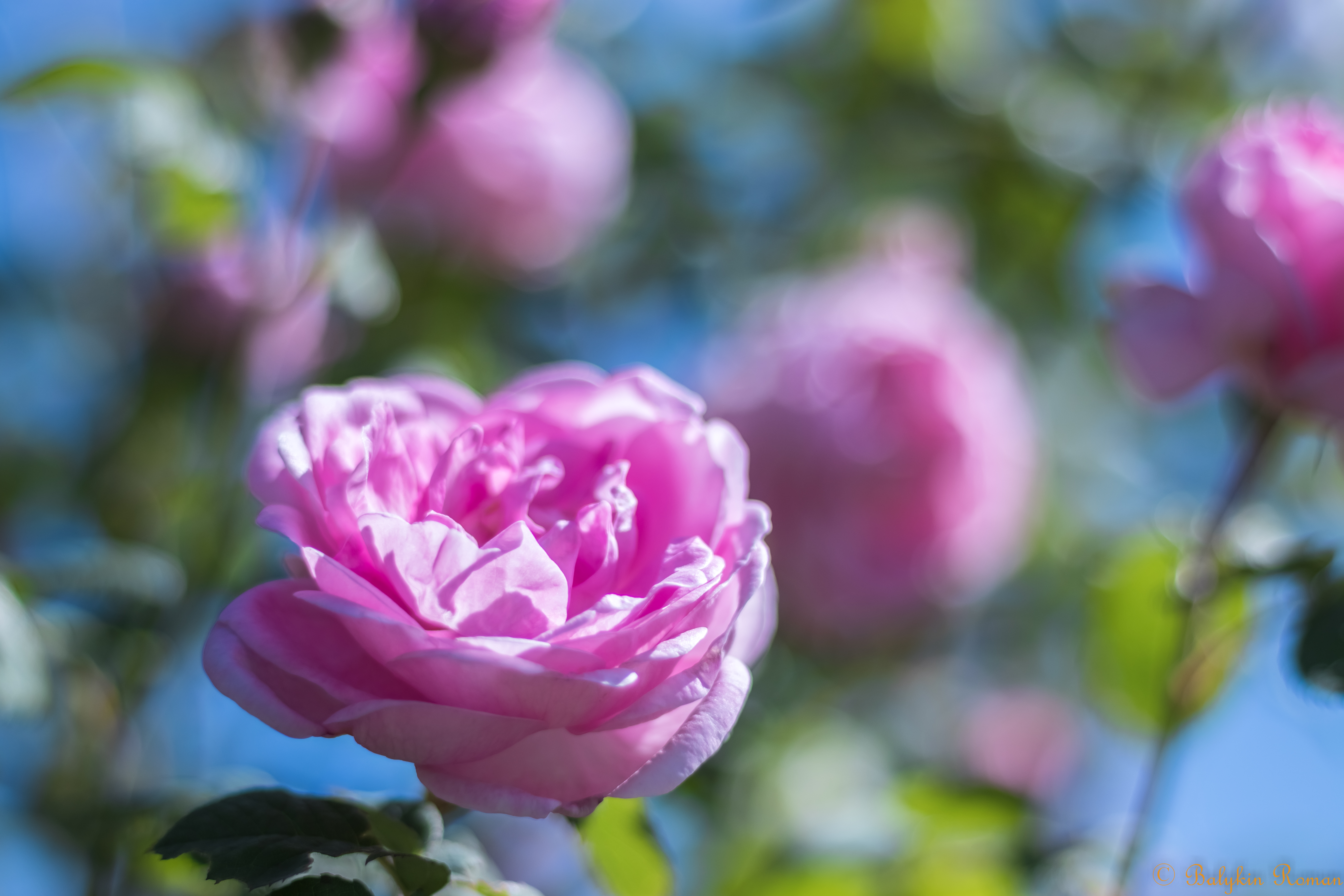 Descarga gratuita de fondo de pantalla para móvil de Flores, Flor, Tierra/naturaleza.