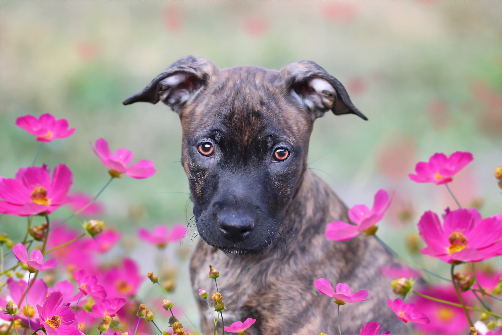 Handy-Wallpaper Tiere, Hunde, Blume, Hund, Welpen, Tierbaby, Pinke Blume kostenlos herunterladen.