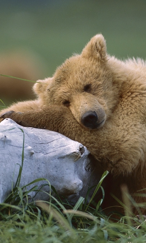 animal, grizzly bear, cute, katmai national park, alaska, resting, brown bear, bear, bears