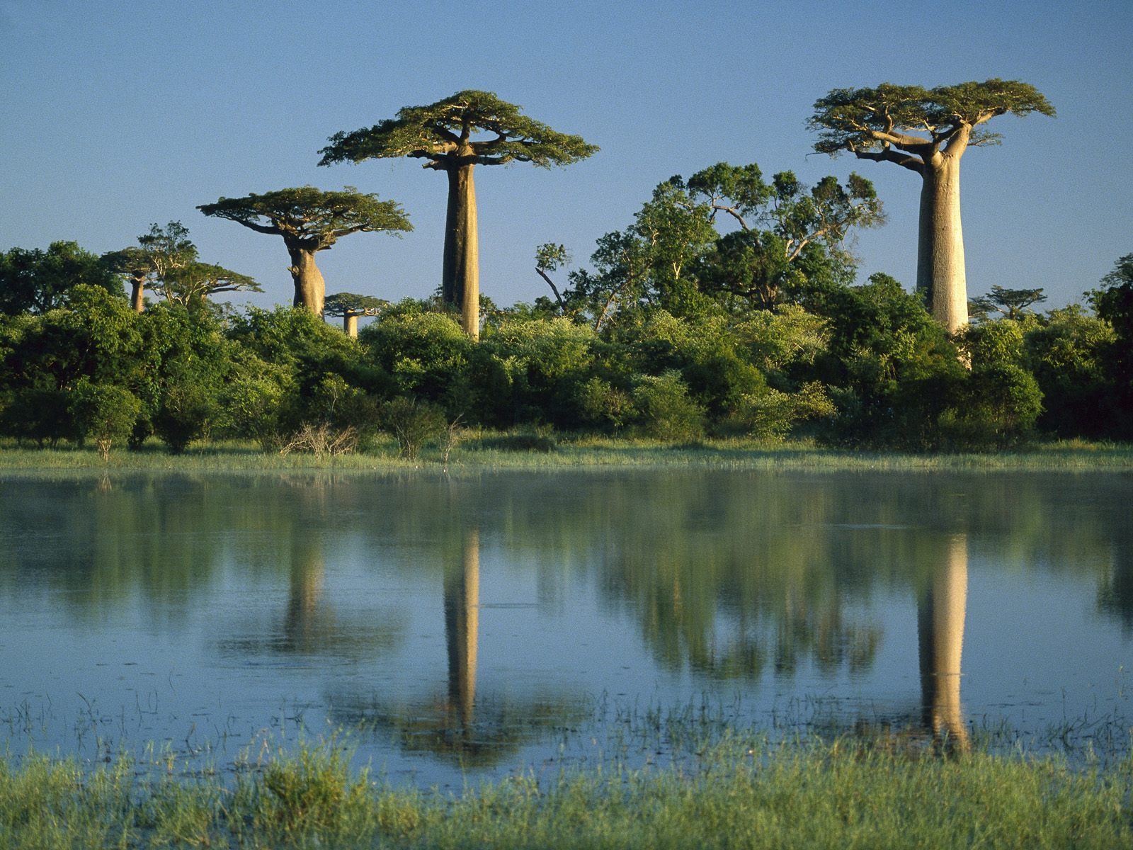 152228 télécharger le fond d'écran baobab, rive, madagascar, arbres, nature, eau, banque, baobabs - économiseurs d'écran et images gratuitement