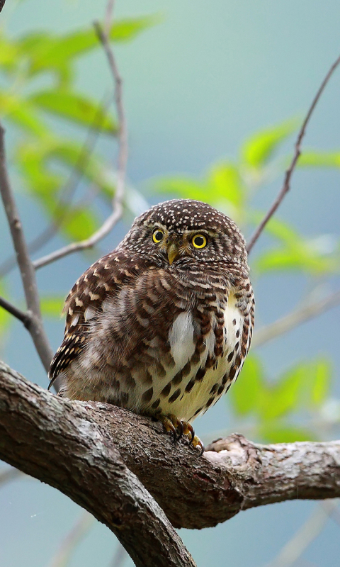Download mobile wallpaper Birds, Owl, Bird, Branch, Animal for free.