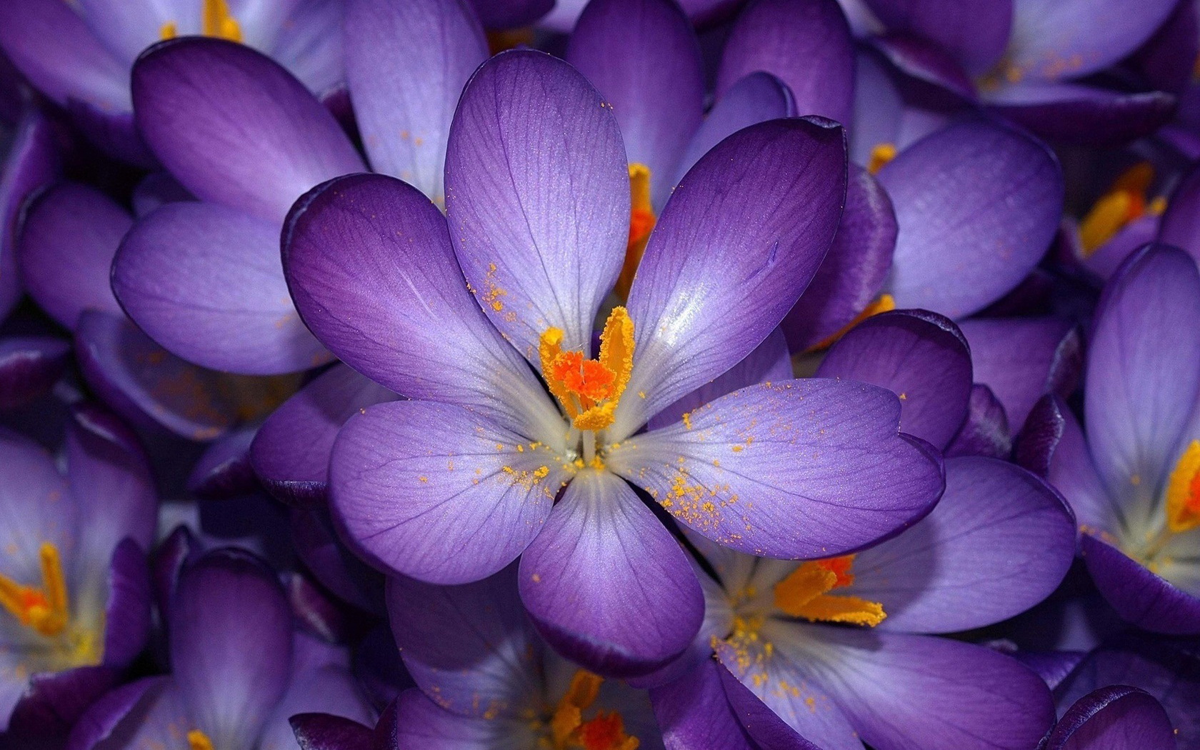 295892 завантажити картинку фіолетова квітка, крокус, земля, квітка, флауерзи - шпалери і заставки безкоштовно