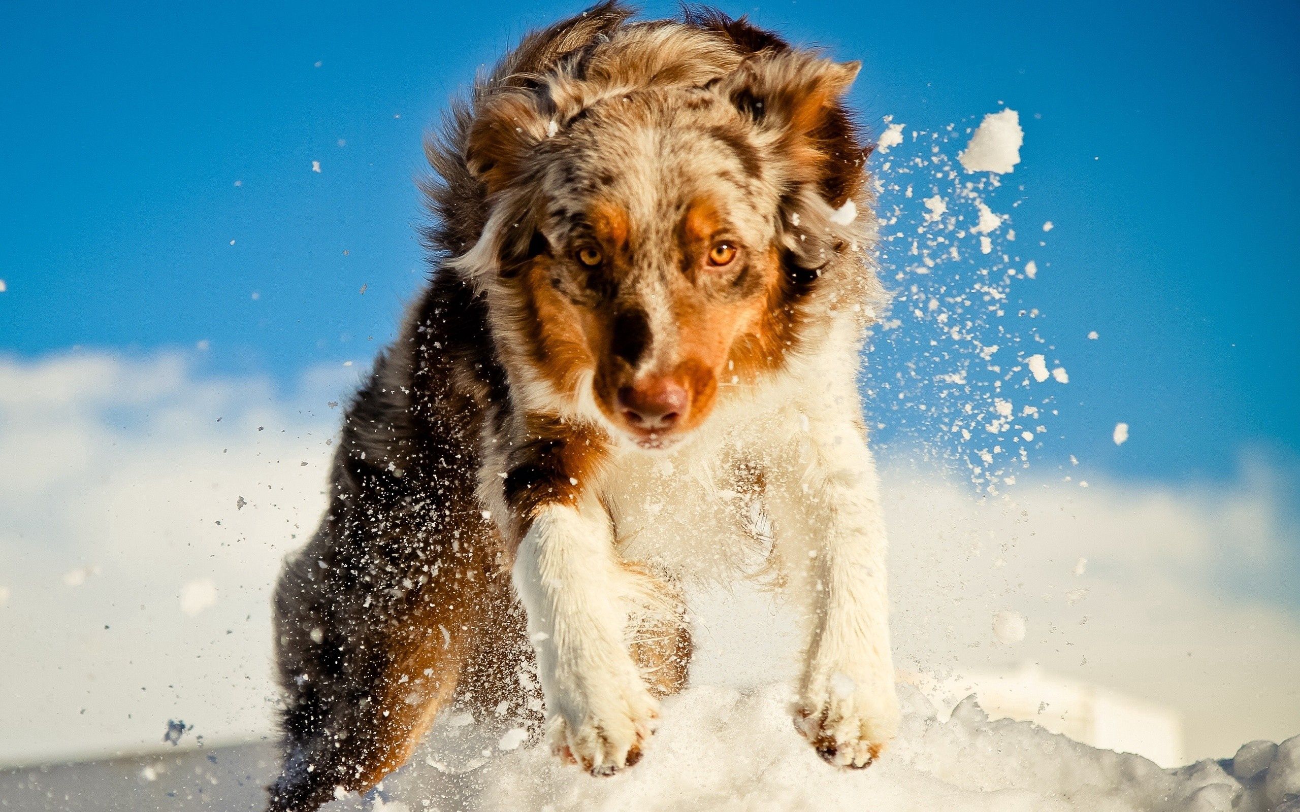 Download mobile wallpaper Snow, Dog, Animals, Run Away, Run for free.