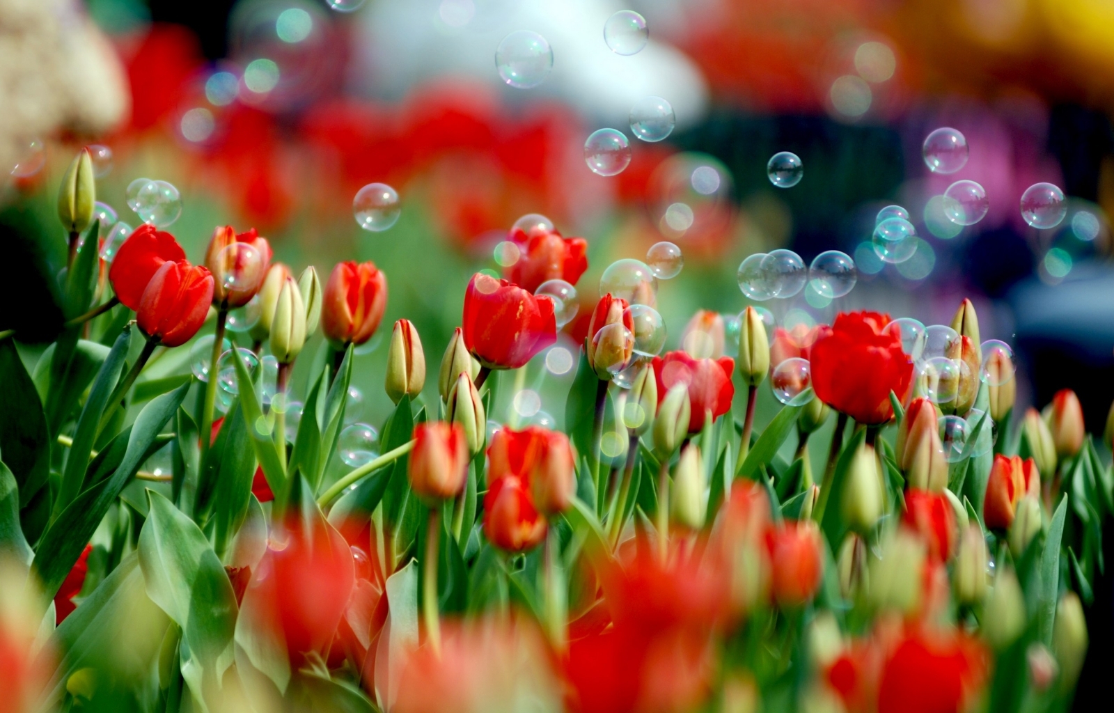 Скачать обои бесплатно Тюльпаны, Растения картинка на рабочий стол ПК