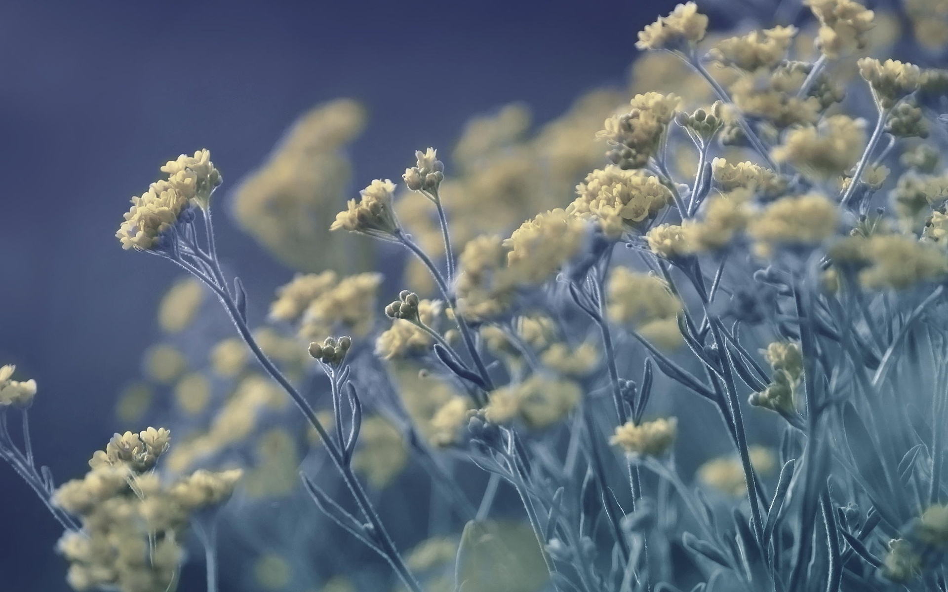 Téléchargez gratuitement l'image Fleurs, Fleur, Terre/nature sur le bureau de votre PC