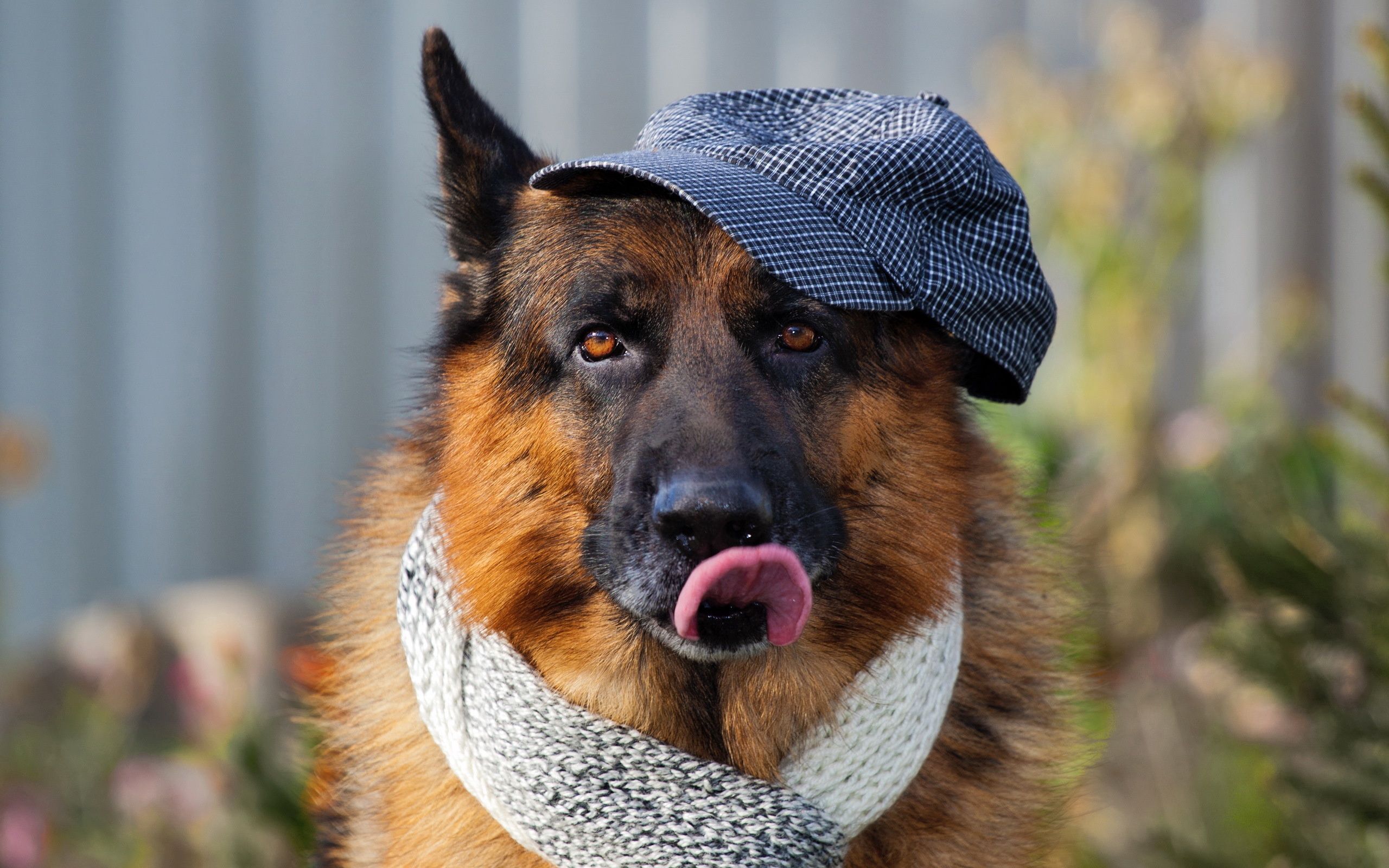 Free download wallpaper Animals, Dog, Muzzle, Protruding Tongue, Tongue Stuck Out, Scarf on your PC desktop