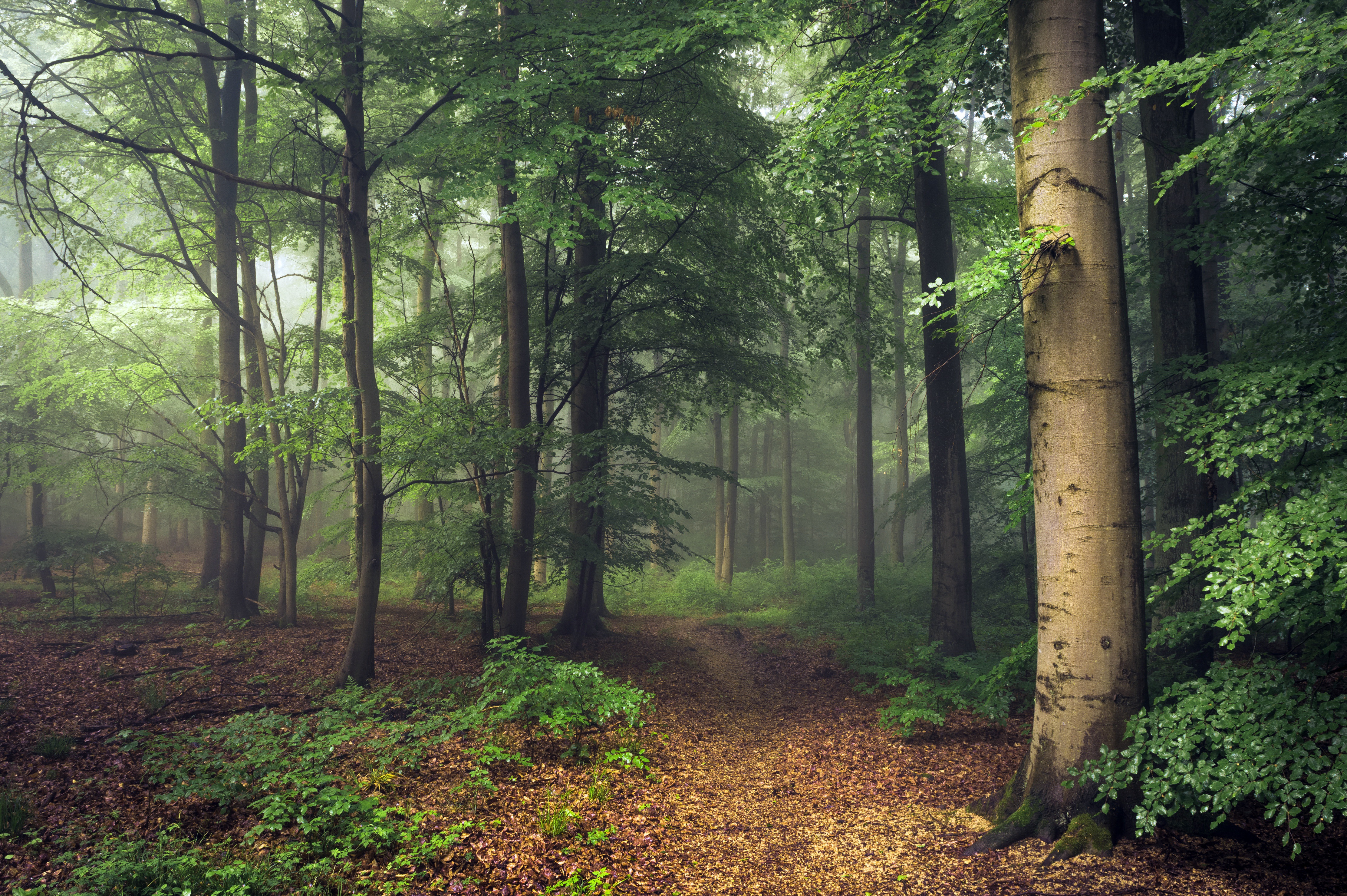 Téléchargez gratuitement l'image Forêt, Terre/nature sur le bureau de votre PC