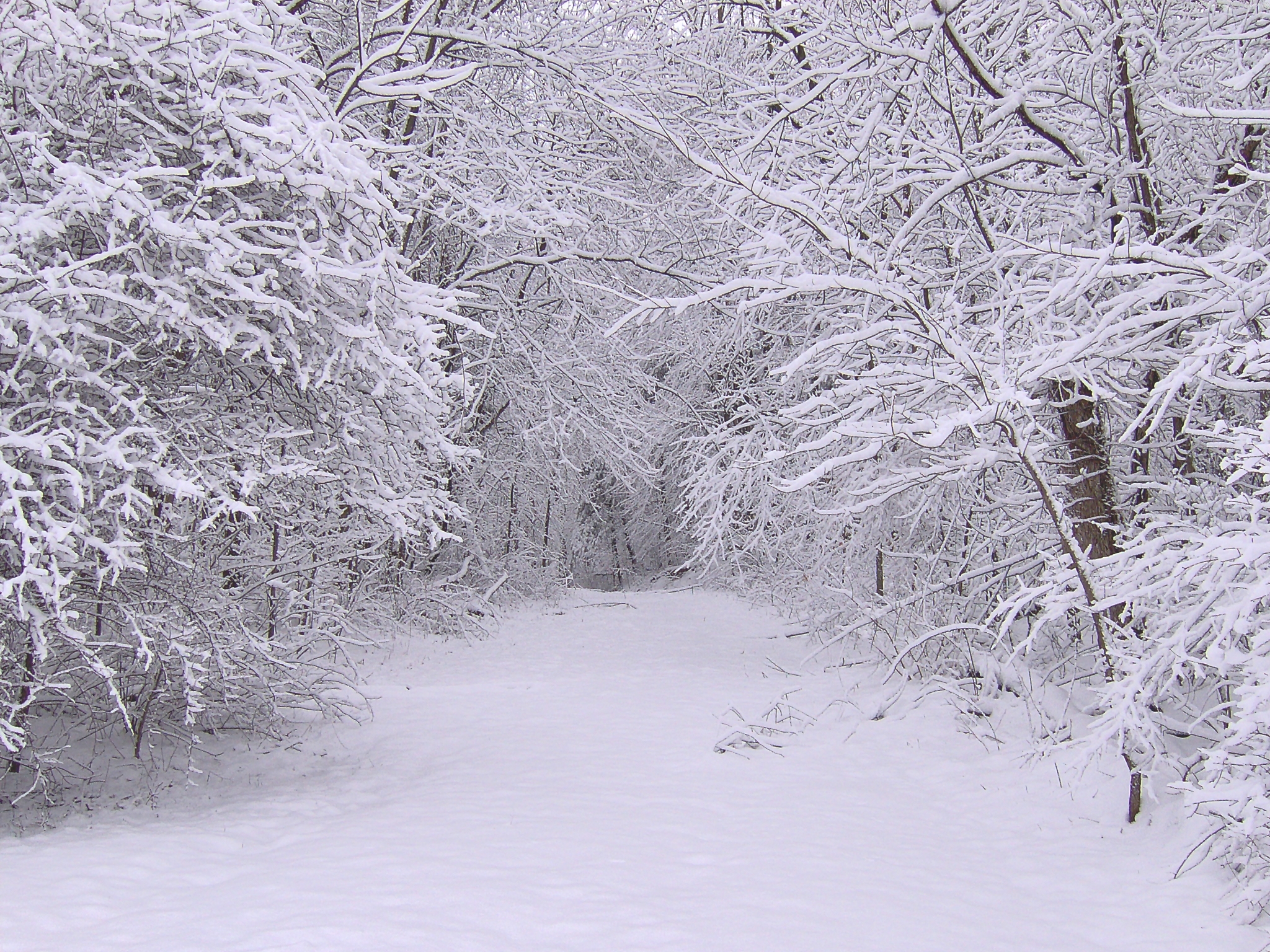 Скачать обои бесплатно Снег, Дороги, Деревья, Пейзаж, Зима картинка на рабочий стол ПК
