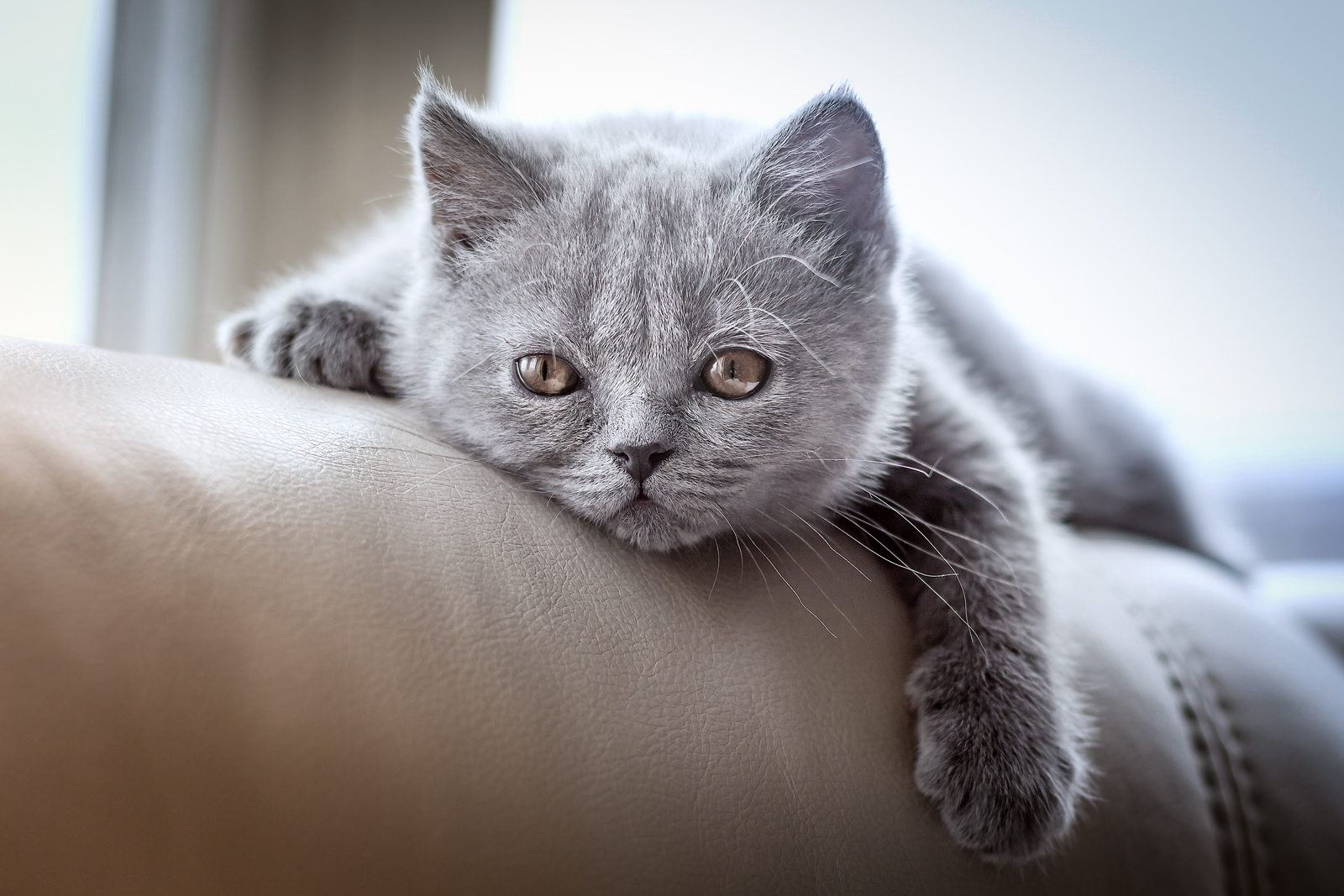 Baixe gratuitamente a imagem Animais, Gatos, Gato na área de trabalho do seu PC