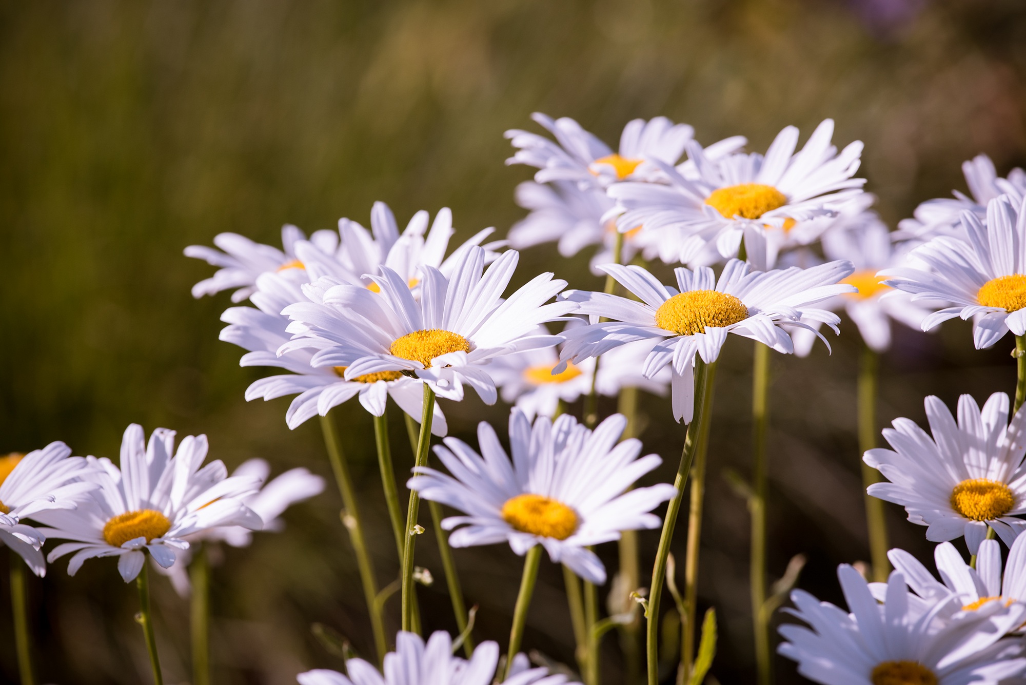 Download mobile wallpaper Petals, Flowers, Camomile for free.