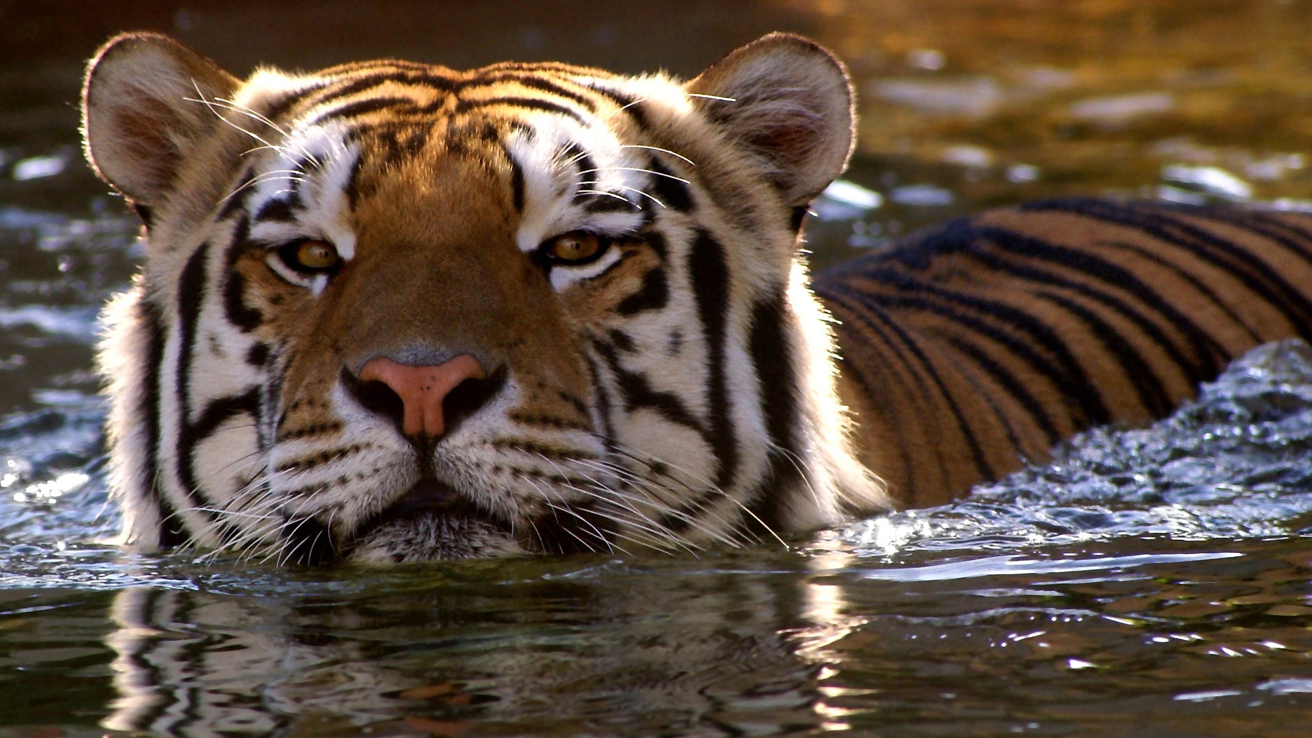 Handy-Wallpaper Tiere, Katzen, Tiger kostenlos herunterladen.