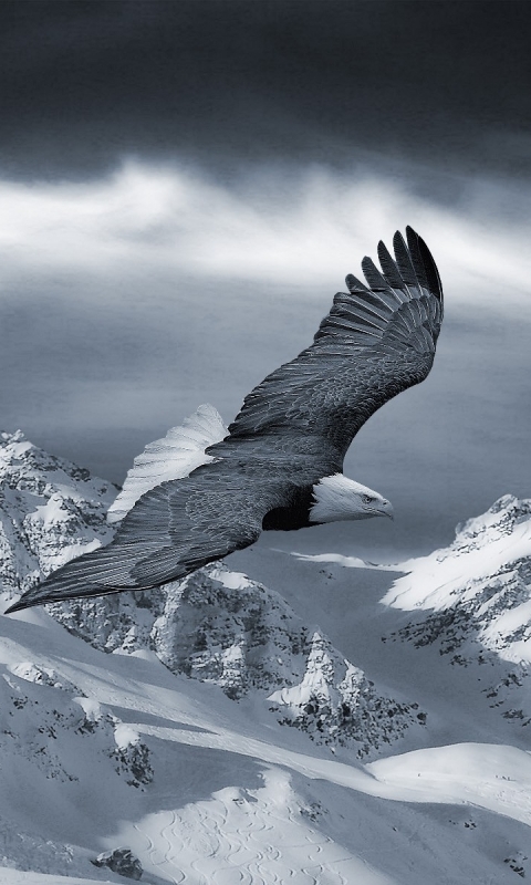 Download mobile wallpaper Birds, Animal, Eagle for free.