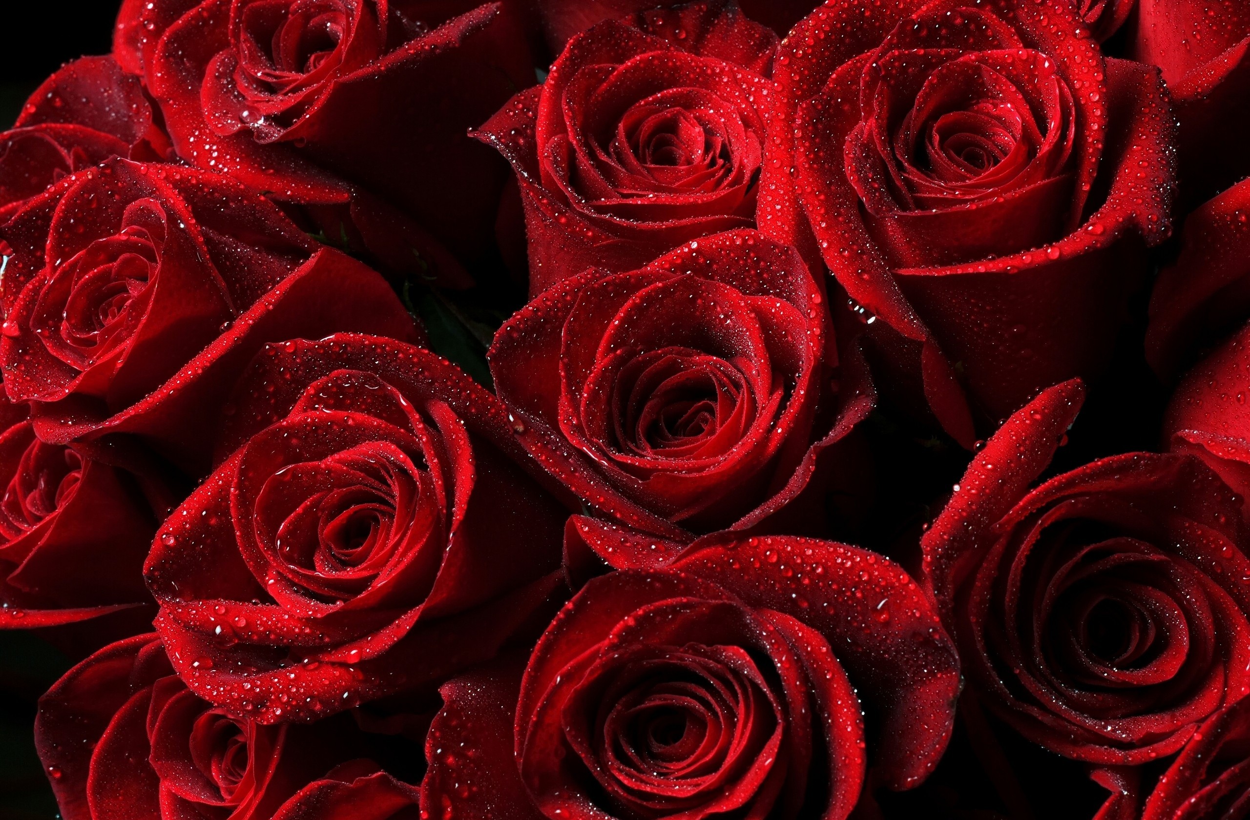 Free download wallpaper Flowers, Rose, Earth, Dew on your PC desktop