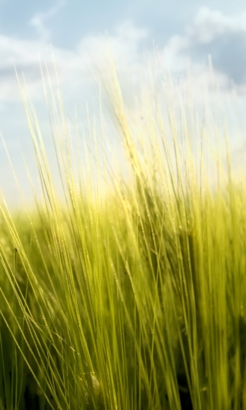 Download mobile wallpaper Grass, Earth for free.