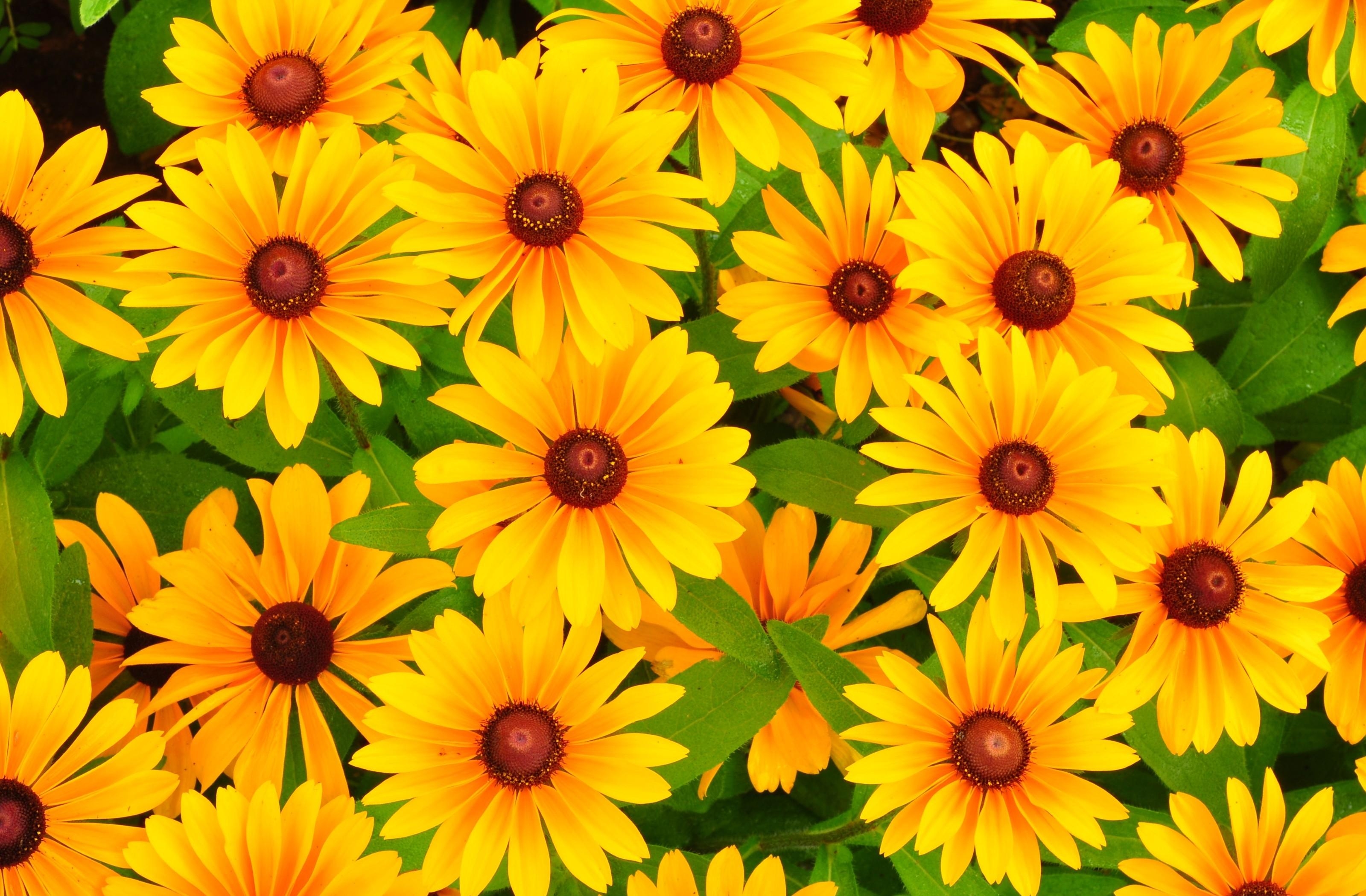 57946 descargar fondo de pantalla flores, brillante, amarillo, rudbeckia, rudbekia: protectores de pantalla e imágenes gratis