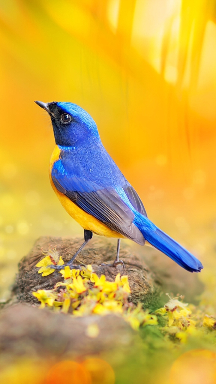 無料モバイル壁紙動物, 鳥をダウンロードします。