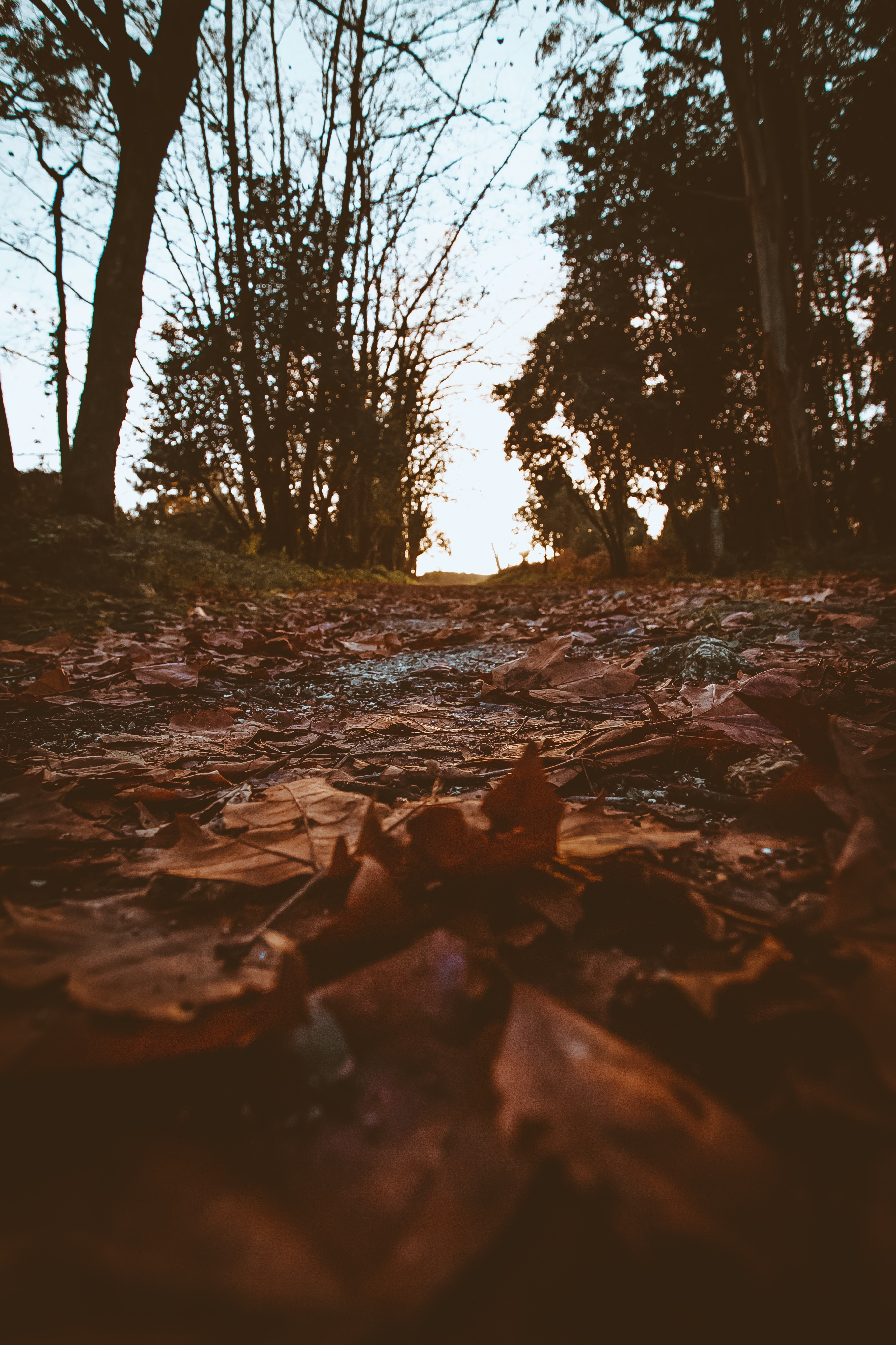 Download mobile wallpaper Path, Foliage, Dry, Trees, Nature, Autumn for free.