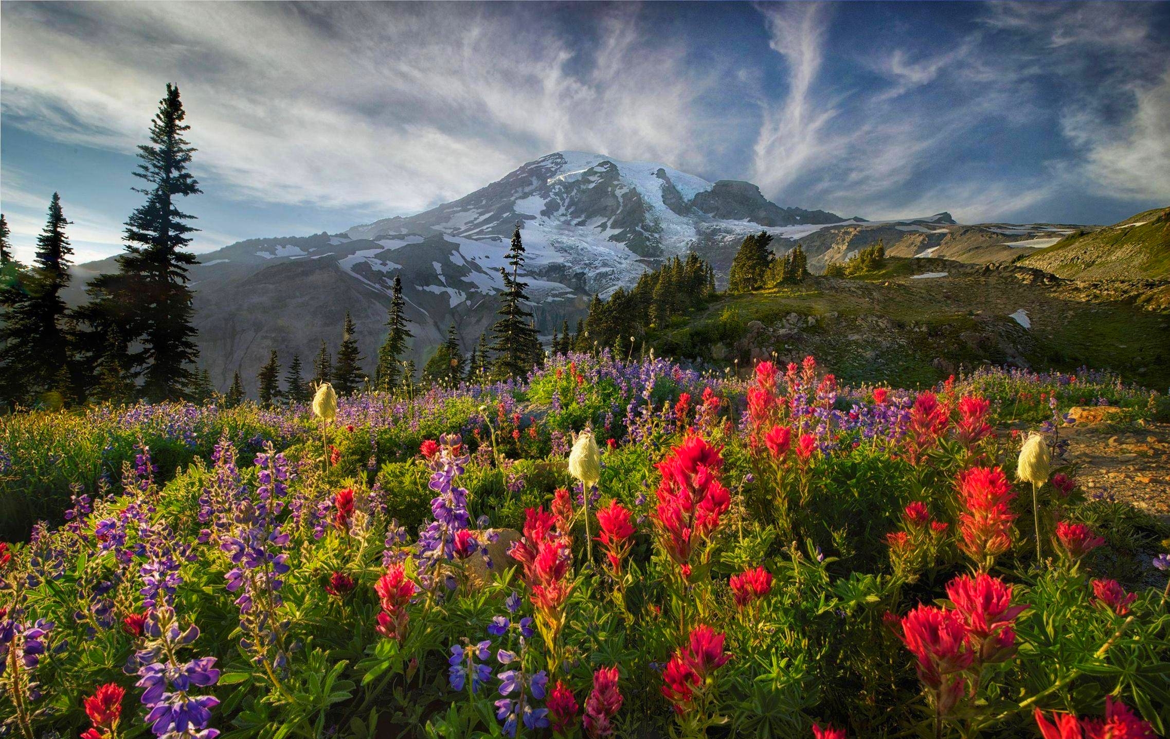 Laden Sie das Blumen, Blume, Gebirge, Frühling, Erde/natur-Bild kostenlos auf Ihren PC-Desktop herunter