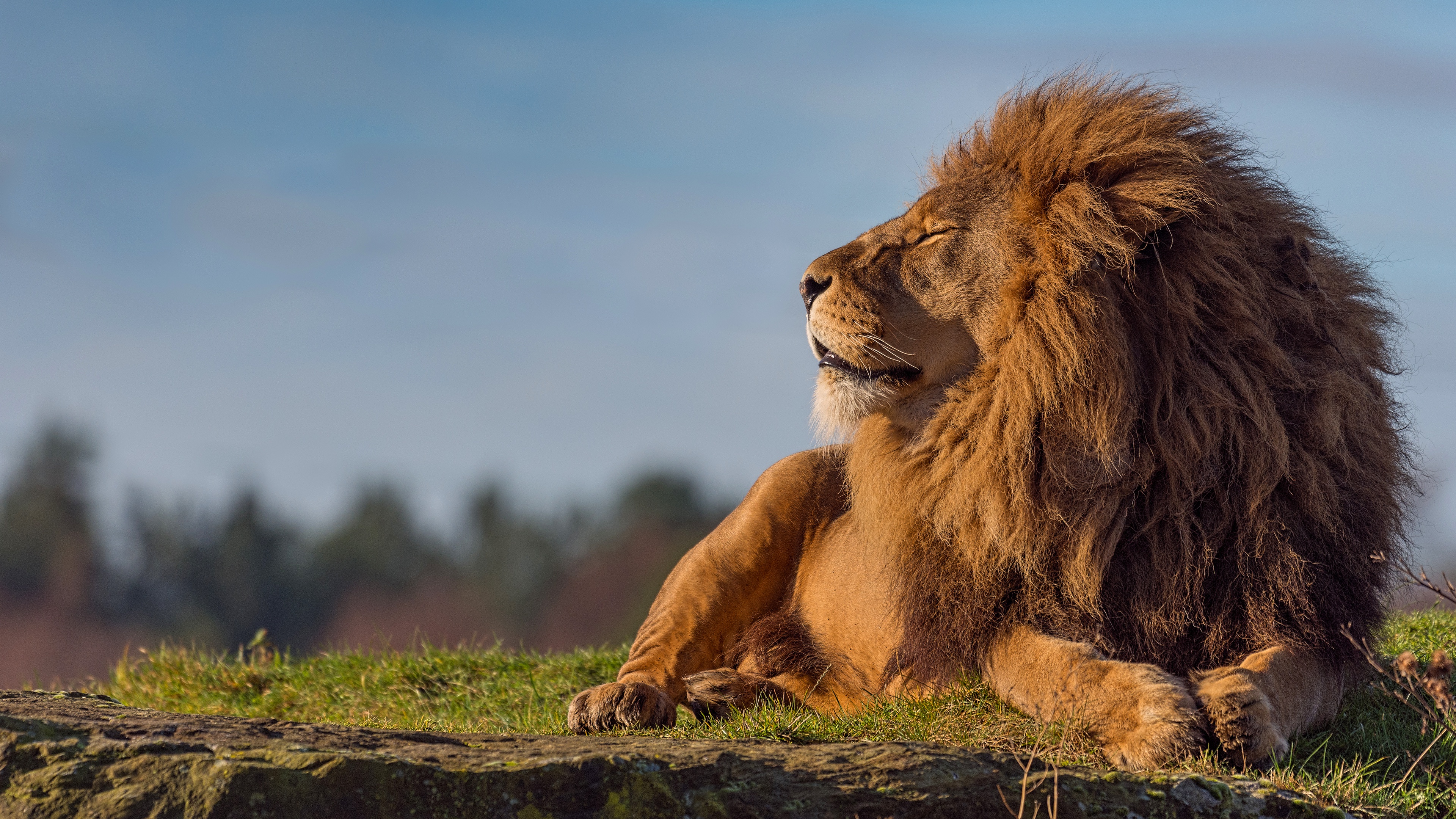 Téléchargez gratuitement l'image Animaux, Chats, Lion sur le bureau de votre PC