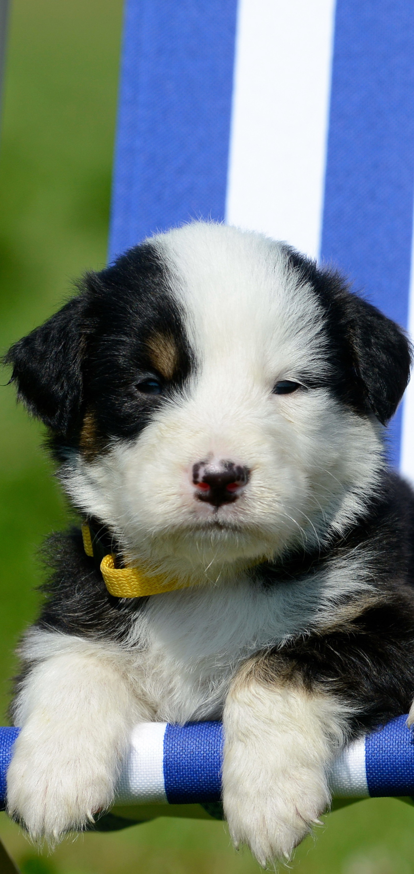 Téléchargez gratuitement l'image Animaux, Chiens, Chien, Chiot, Mignon, Mignonne sur le bureau de votre PC