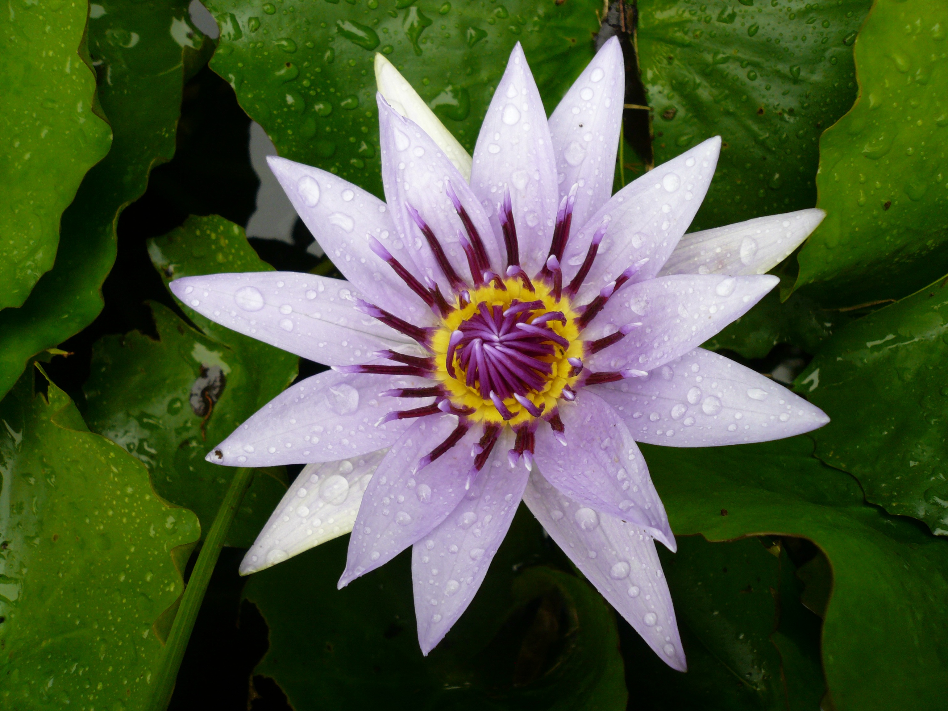 Free download wallpaper Flowers, Flower, Earth, Water Lily, Purple Flower, Water Drop on your PC desktop