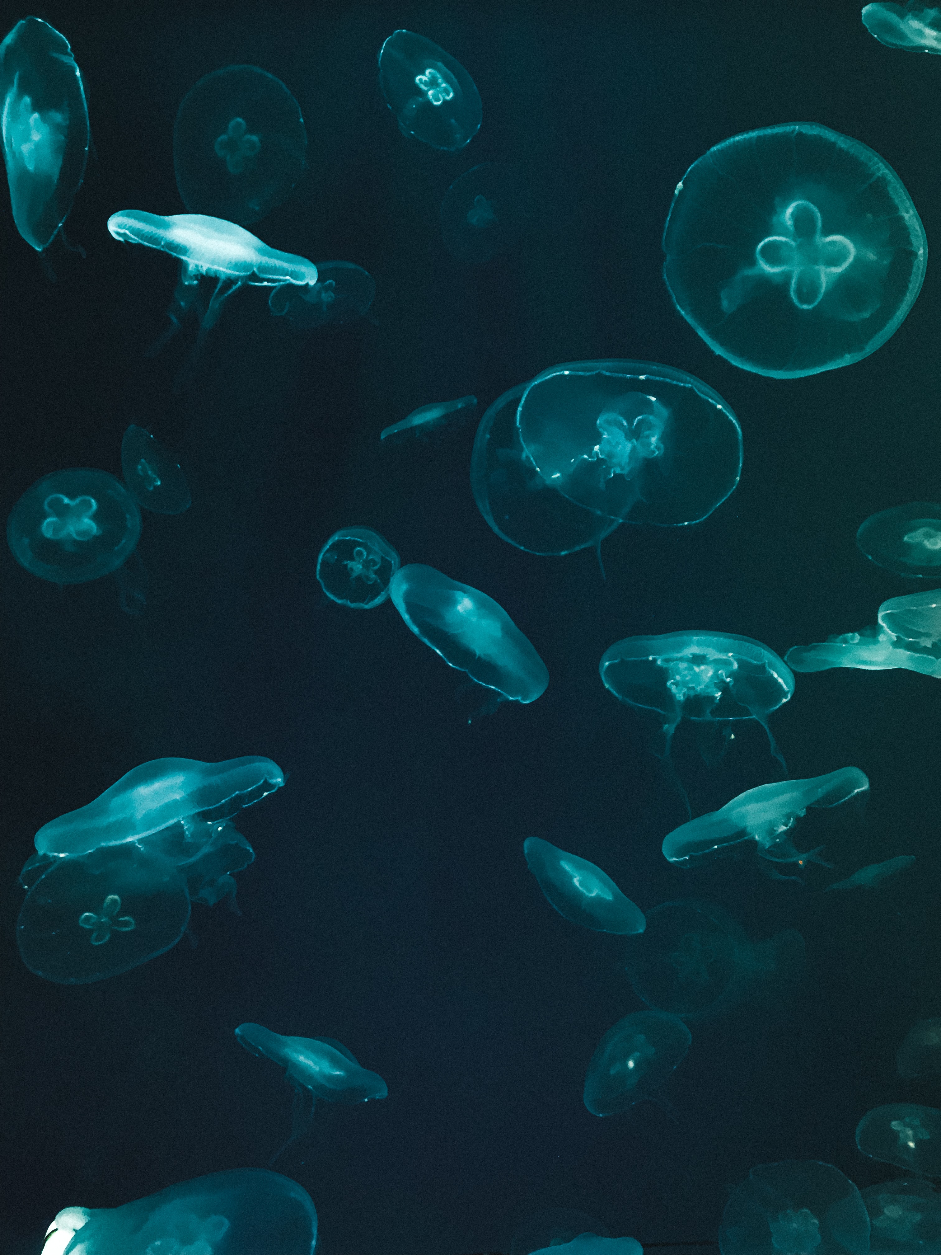 Téléchargez des papiers peints mobile Jellyfish, Sombre, Monde Sous Marin gratuitement.