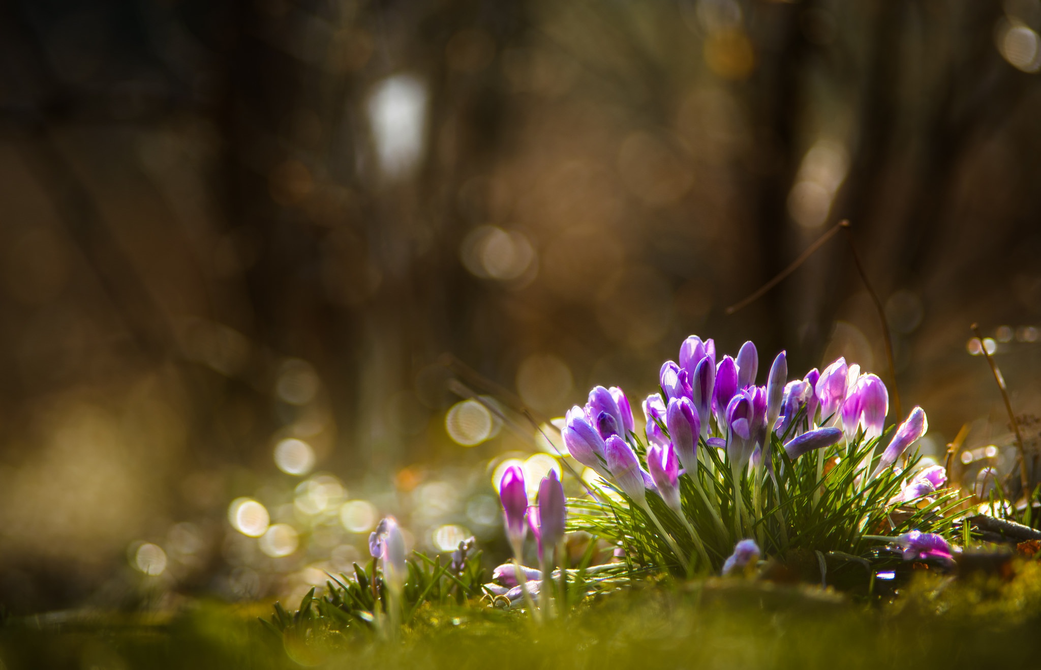 Download mobile wallpaper Nature, Flowers, Flower, Close Up, Earth, Bokeh, Crocus, Purple Flower for free.