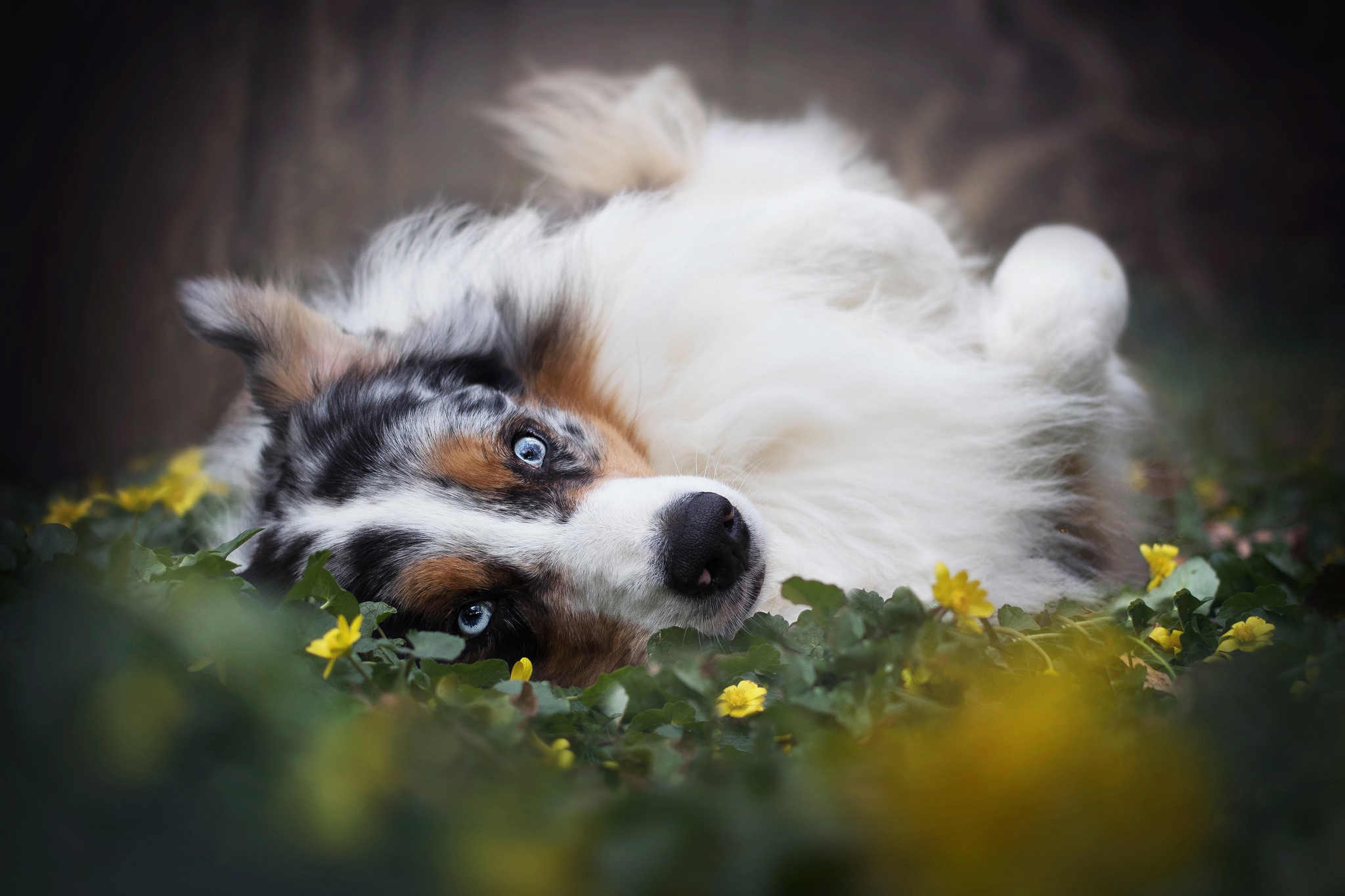 Free download wallpaper Dogs, Dog, Animal, Australian Shepherd on your PC desktop