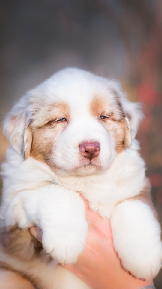 Téléchargez des papiers peints mobile Animaux, Chiens, Chien, Berger Australien gratuitement.