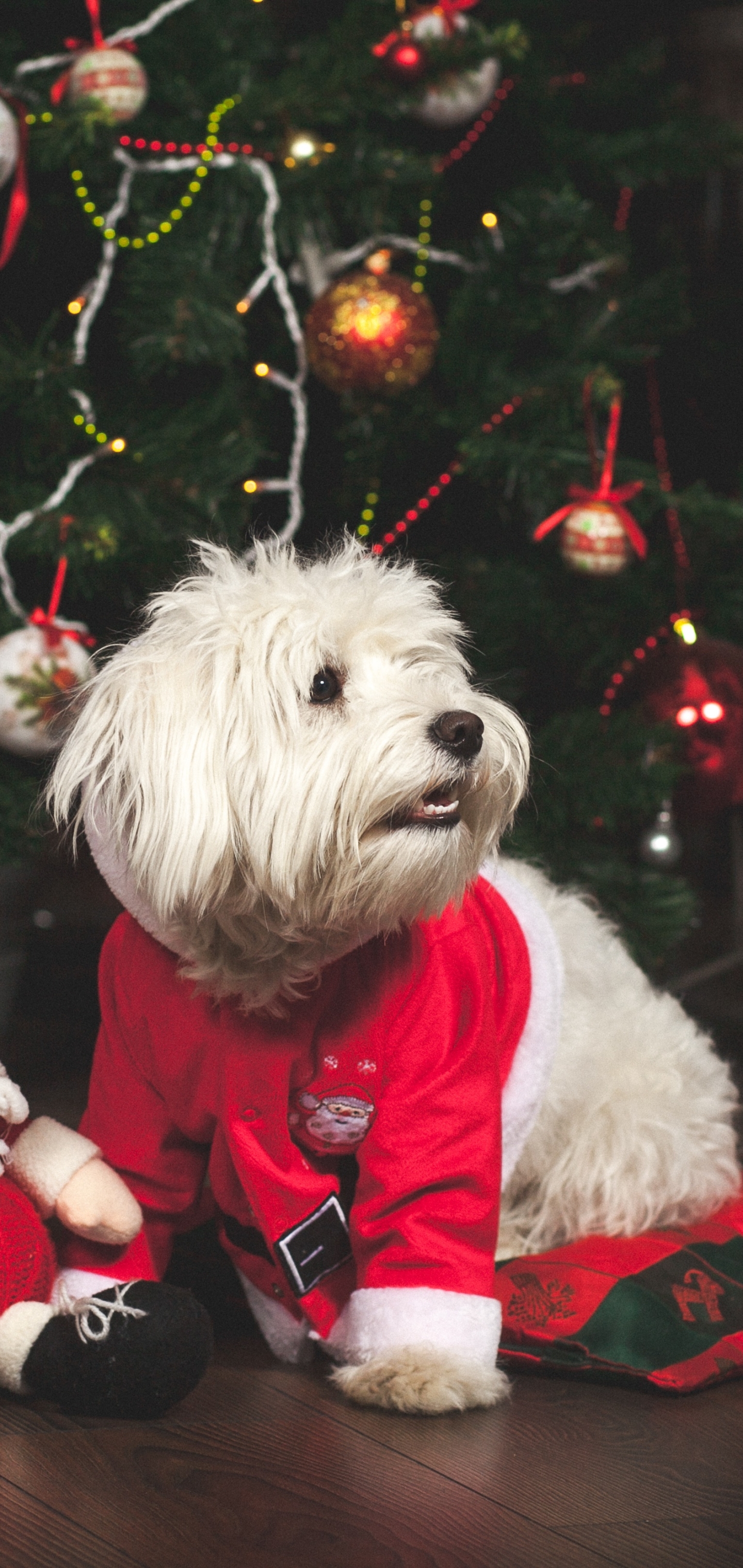 PCデスクトップに動物, クリスマス, 犬画像を無料でダウンロード