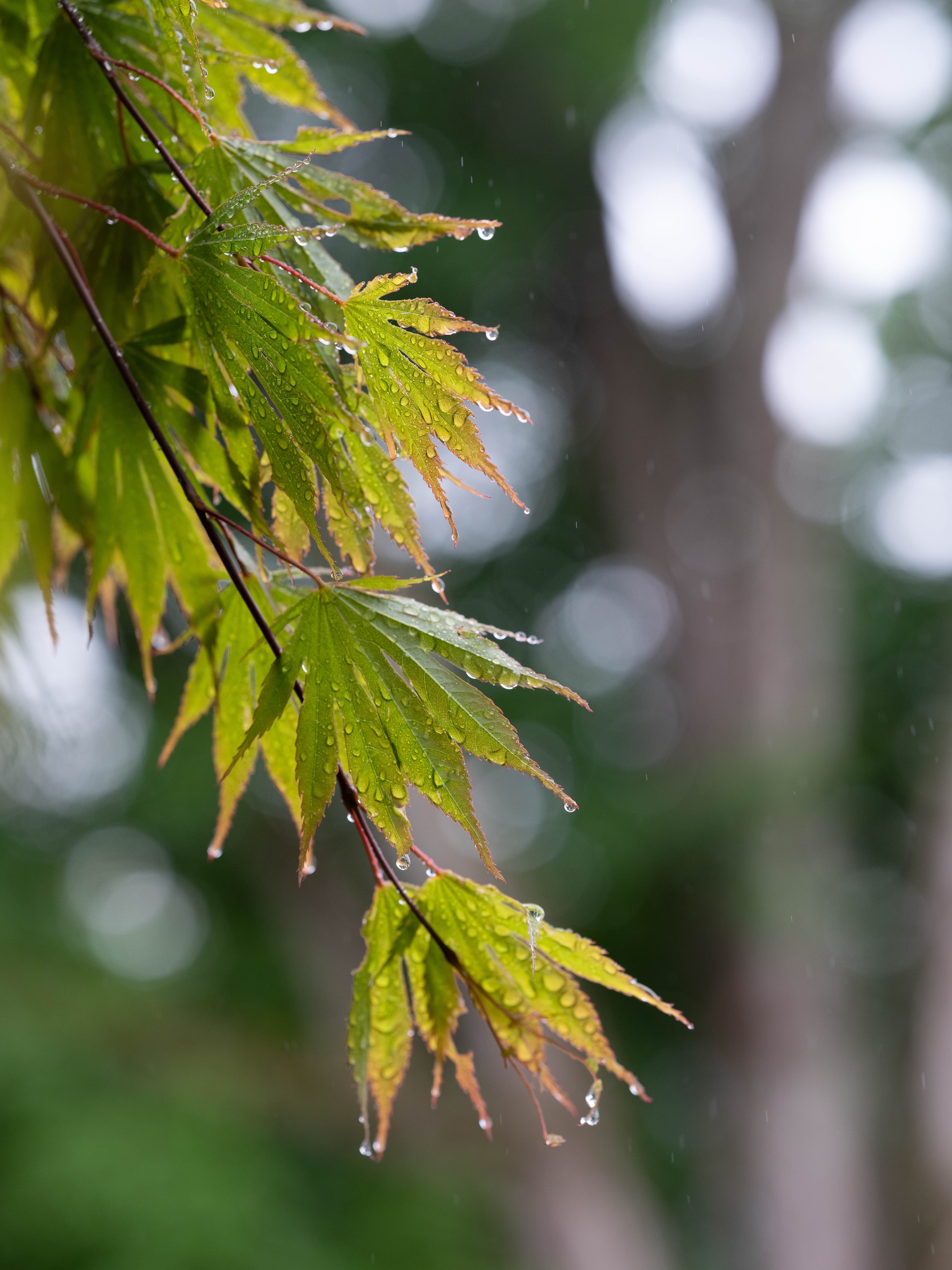 rain, drops, leaves, macro, wet, branch phone background