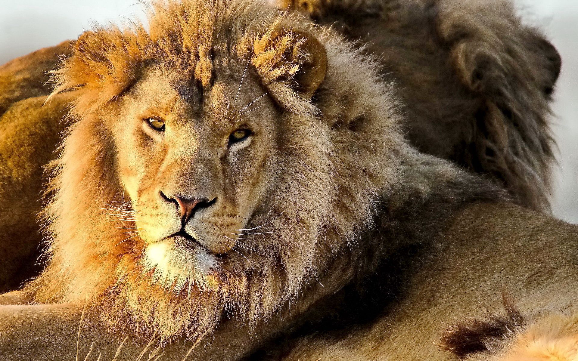 130039 baixar imagens leão, predator, animais, um leão, predador, visão, opinião, juba - papéis de parede e protetores de tela gratuitamente