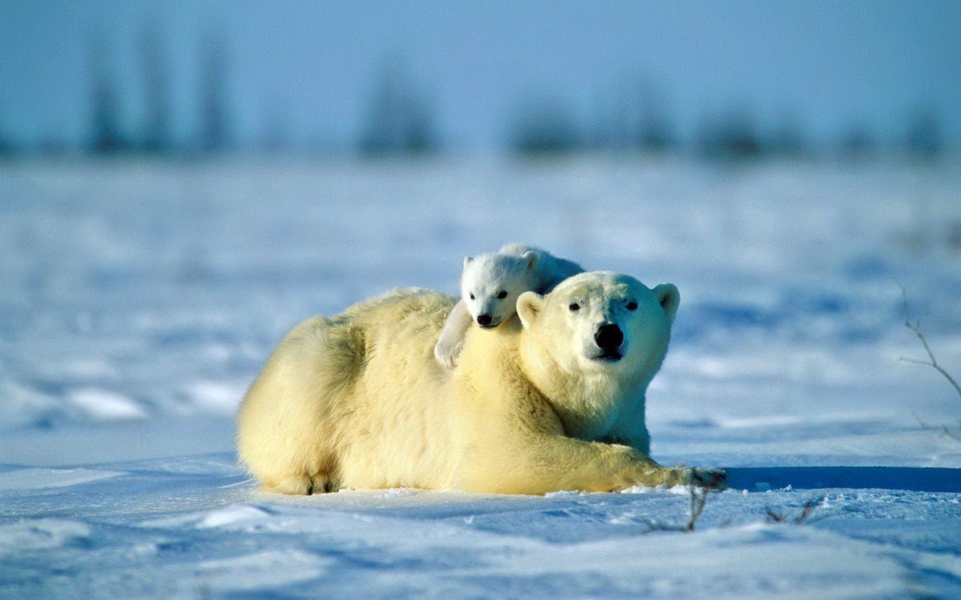 animals, snow, young, couple, pair, bear, care, joey, polar bear